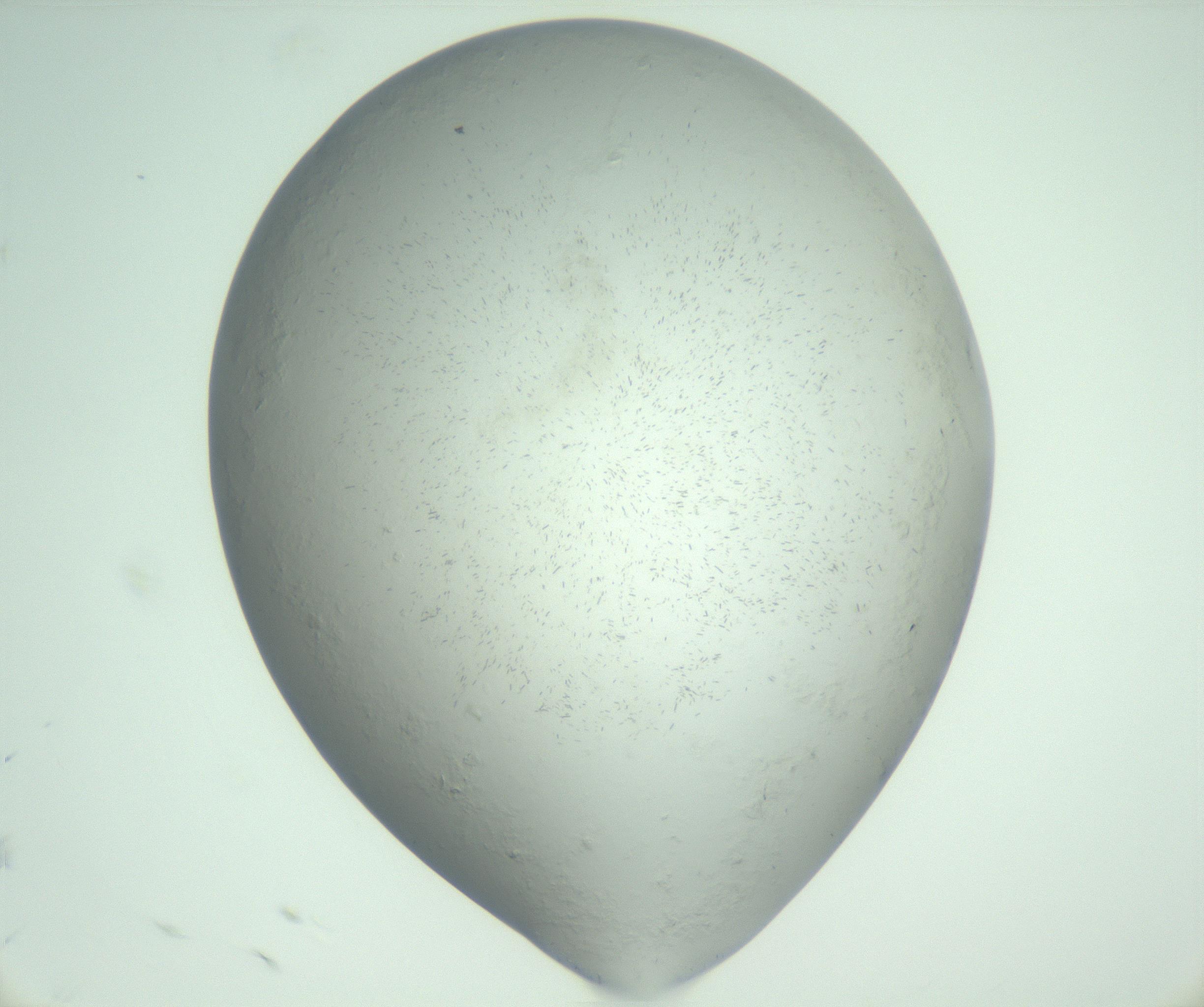 RI01_03_000_0212_Proj1_Clon1_MC_0000MC103010_002_161119_09_01_02_00_99_002_001_RAI.jpg