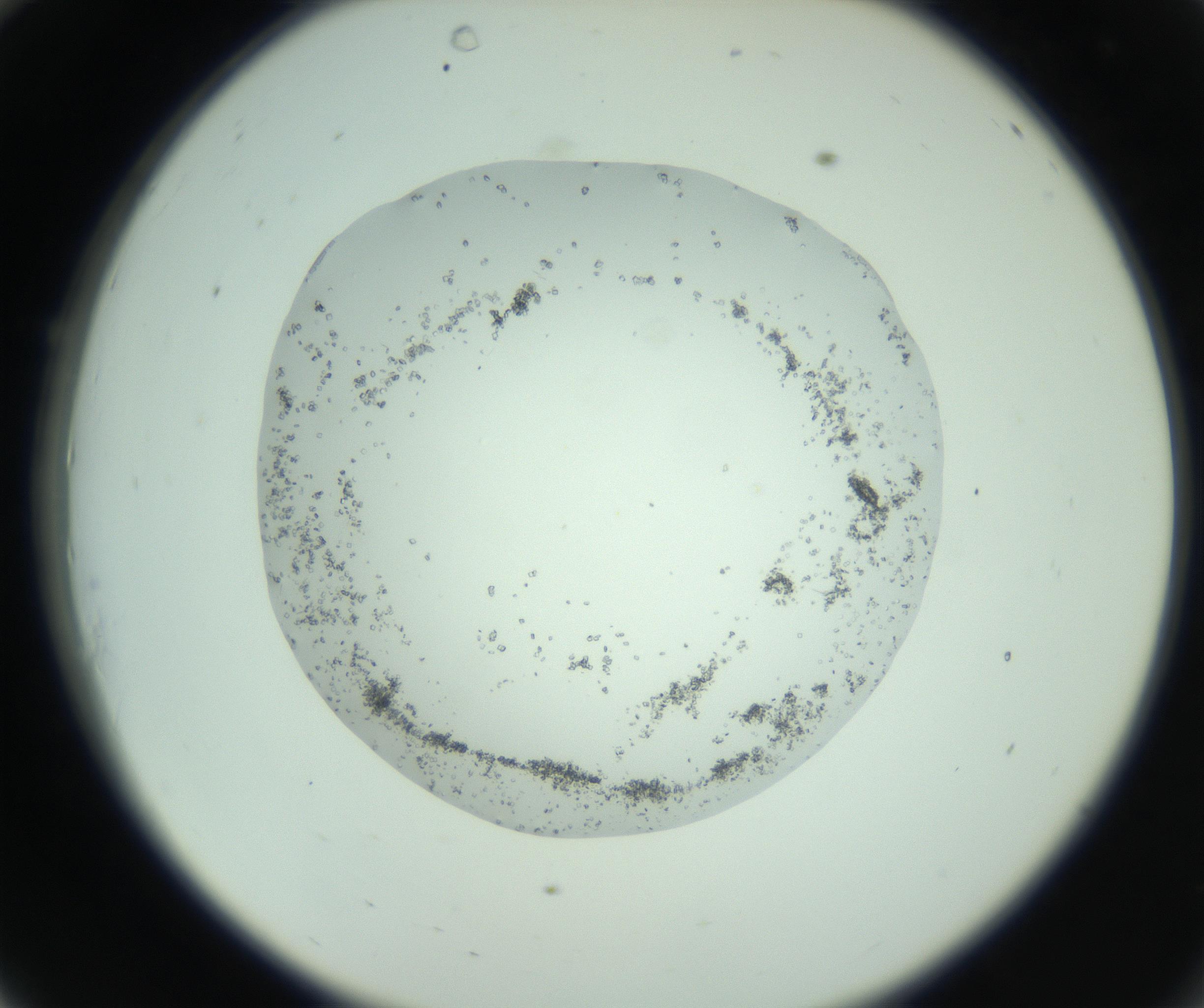 RI01_03_000_0212_Proj1_Clon1_MC_0000MC103010_002_161119_10_03_02_00_99_002_001_RAI.jpg