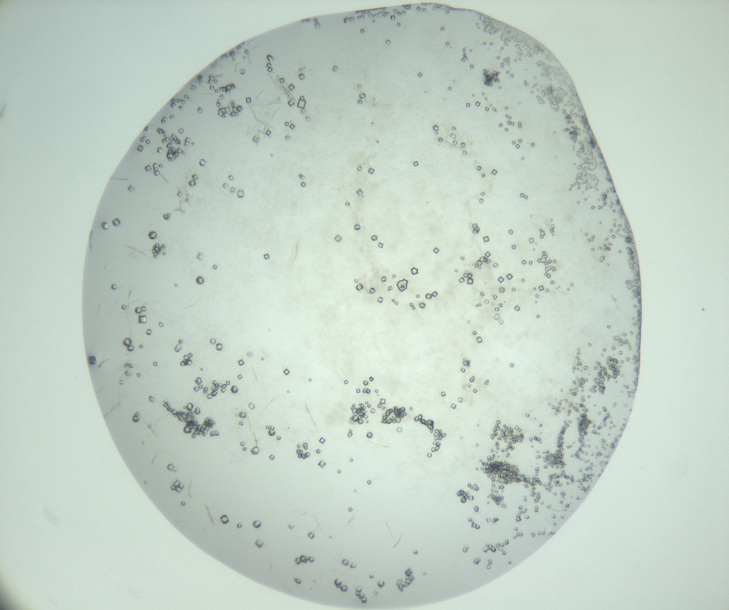 RI01_03_000_0212_Proj1_Clon1_MC_0000MC103010_002_161119_10_04_02_00_99_002_001_RAI.jpg