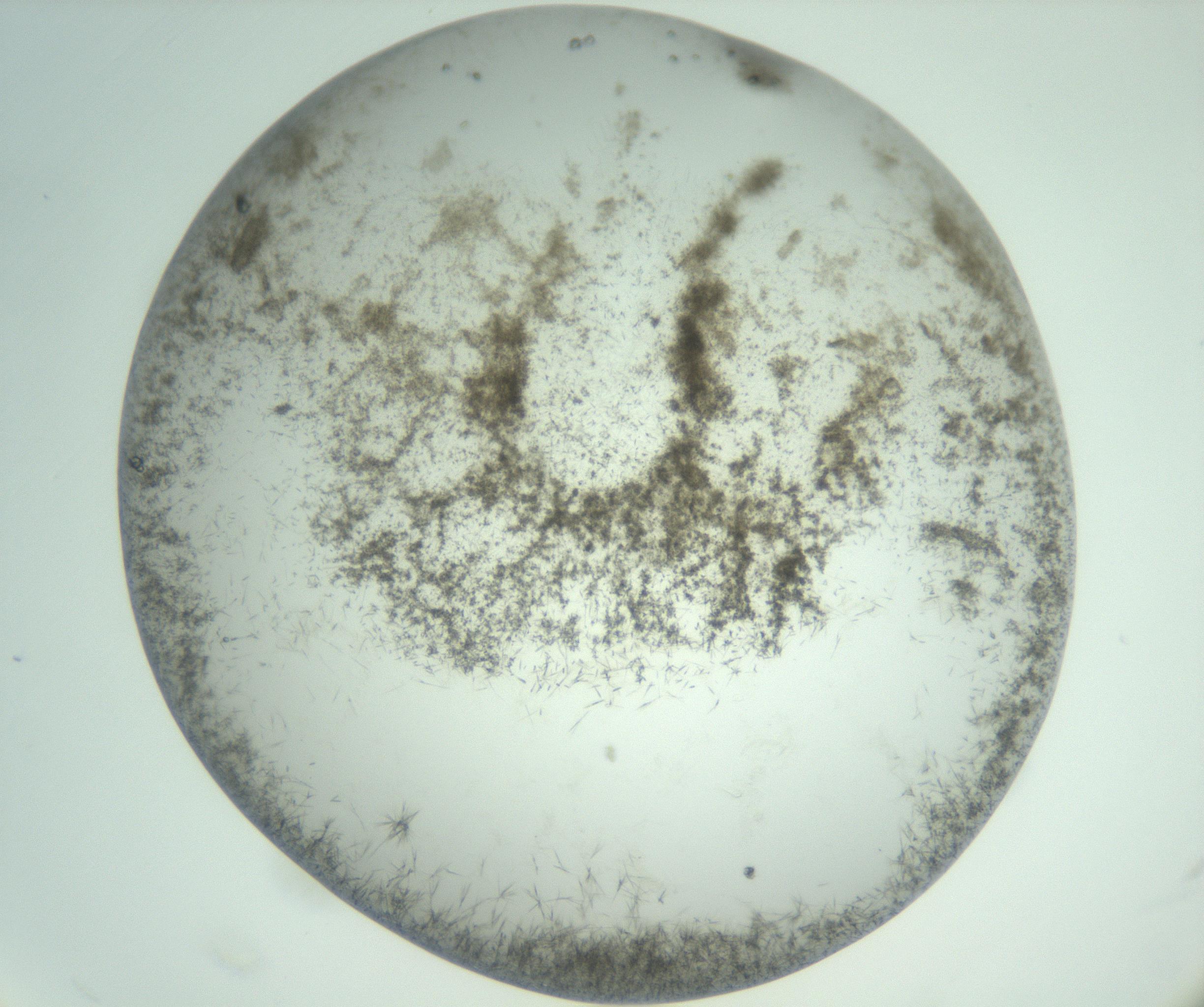 RI01_03_000_0212_Proj1_Clon1_MC_0000MC103010_002_161119_11_04_02_00_99_002_001_RAI.jpg