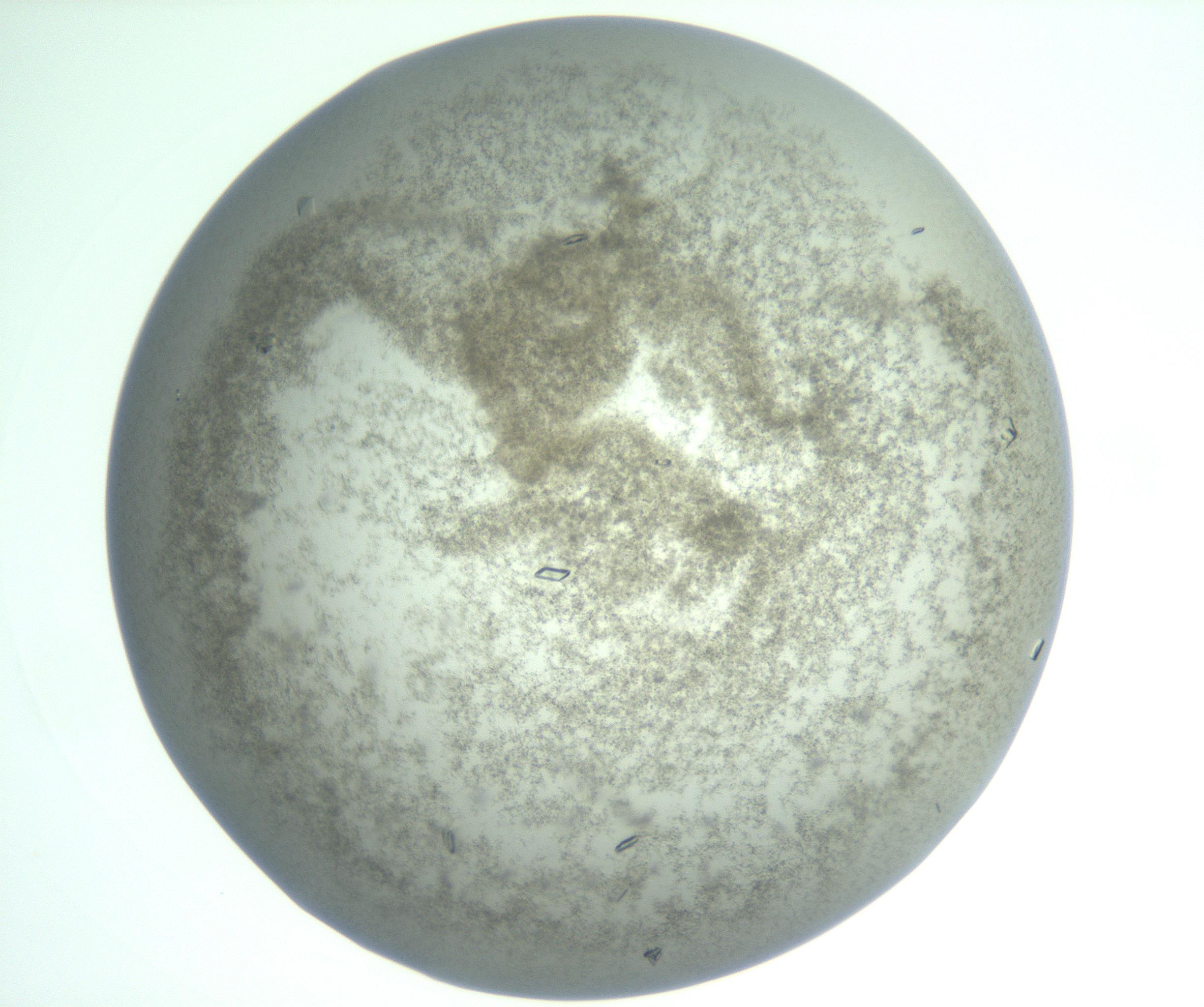 RI01_03_000_0212_Proj1_Clon1_MC_0000MC103010_003_161121_05_06_01_00_99_002_001_RAI.jpg