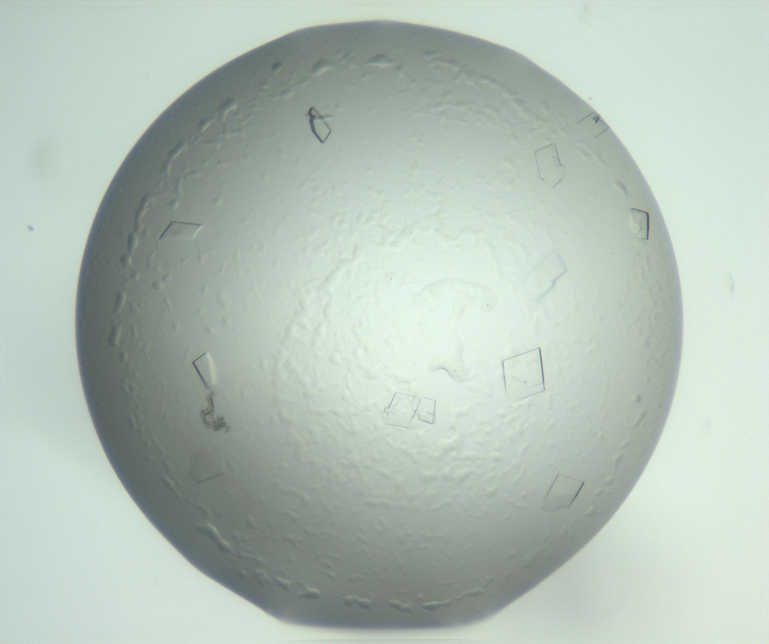 RI01_03_000_0212_Proj1_Clon1_MC_0000MC103010_003_161121_06_06_01_00_99_002_001_RAI.jpg