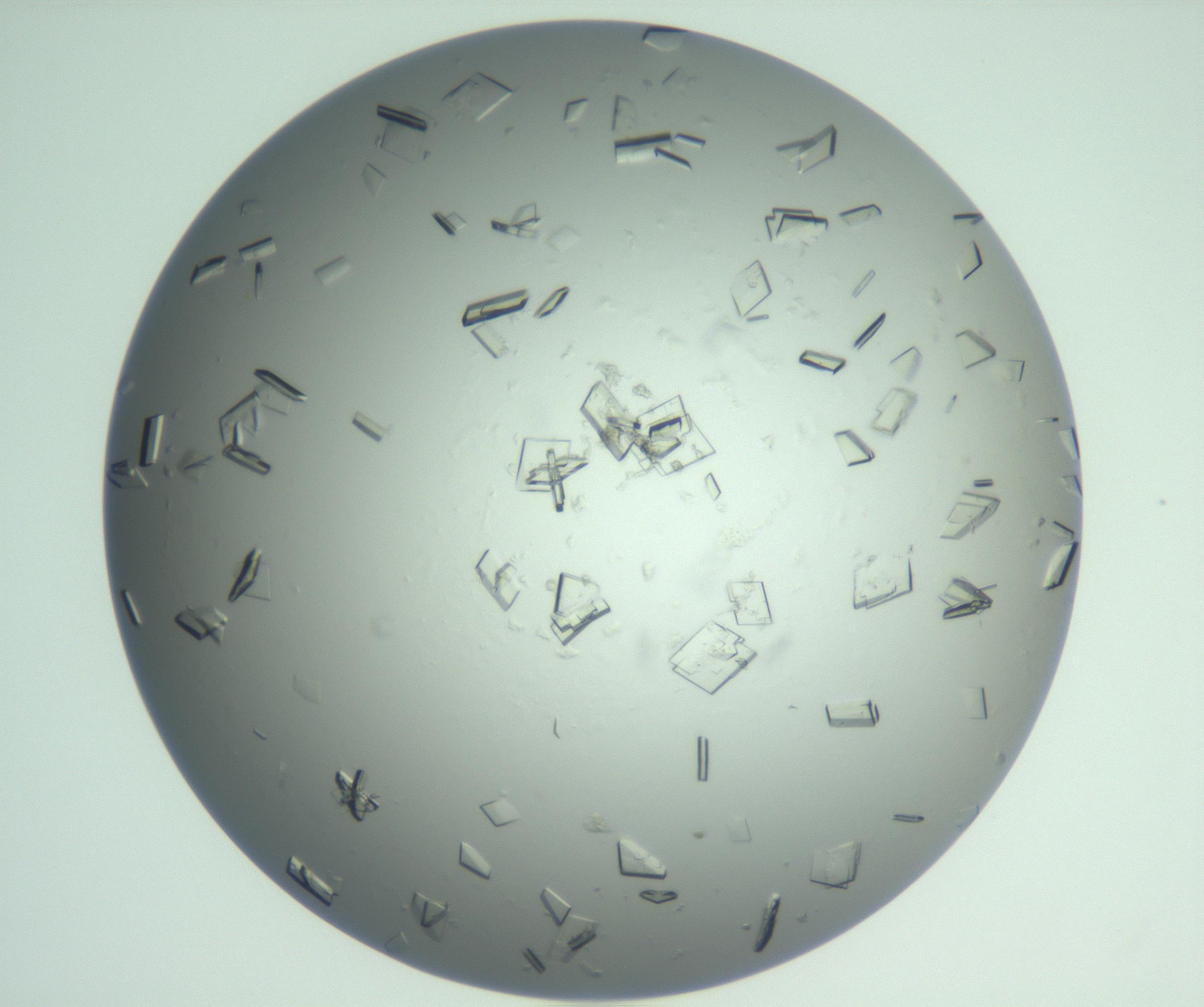 RI01_03_000_0212_Proj1_Clon1_MC_0000MC103010_004_161123_02_06_01_00_99_002_001_RAI.jpg