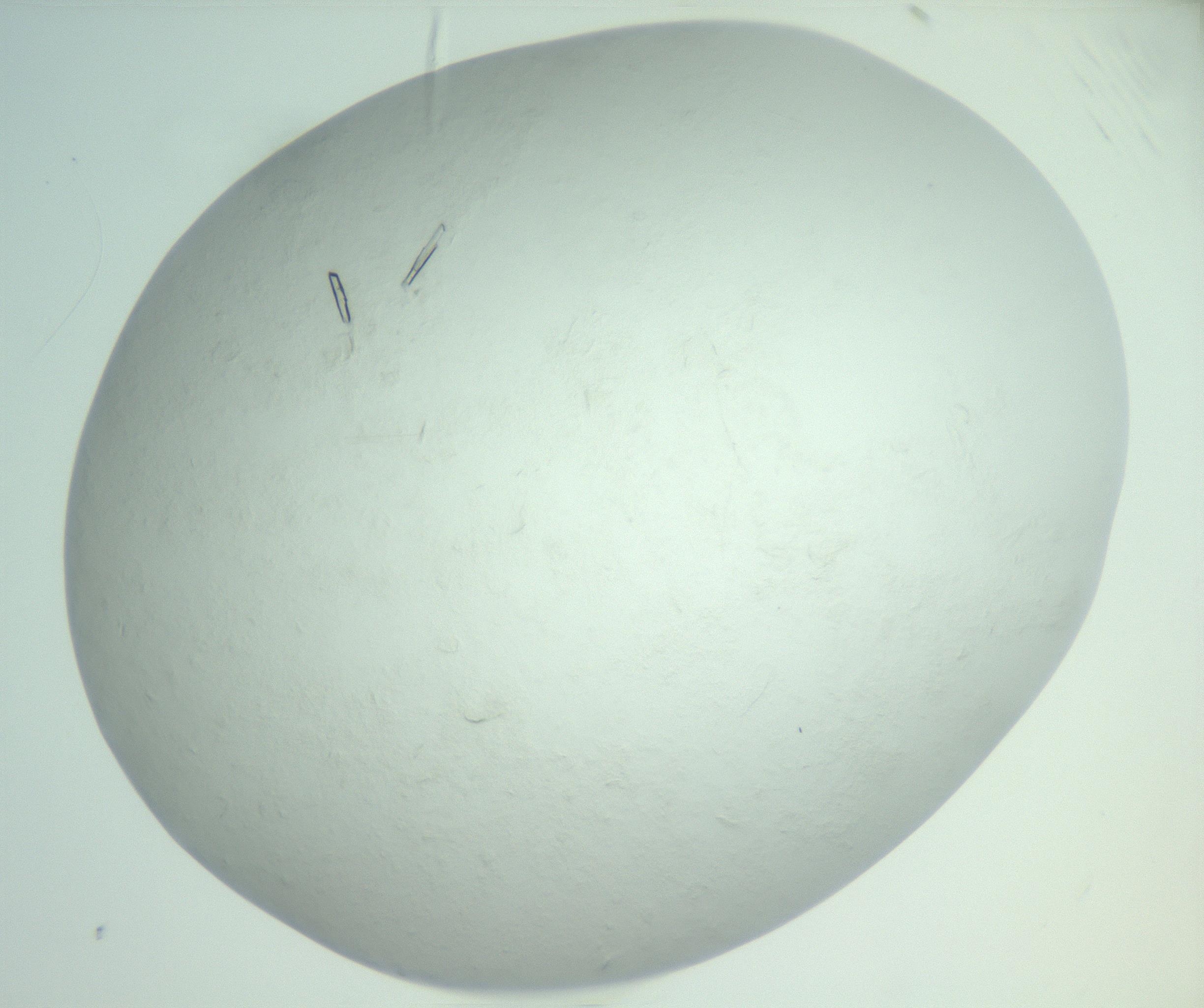 RI01_03_000_0212_Proj1_Clon1_MC_0000MC103010_004_161123_02_08_02_00_99_002_001_RAI.jpg