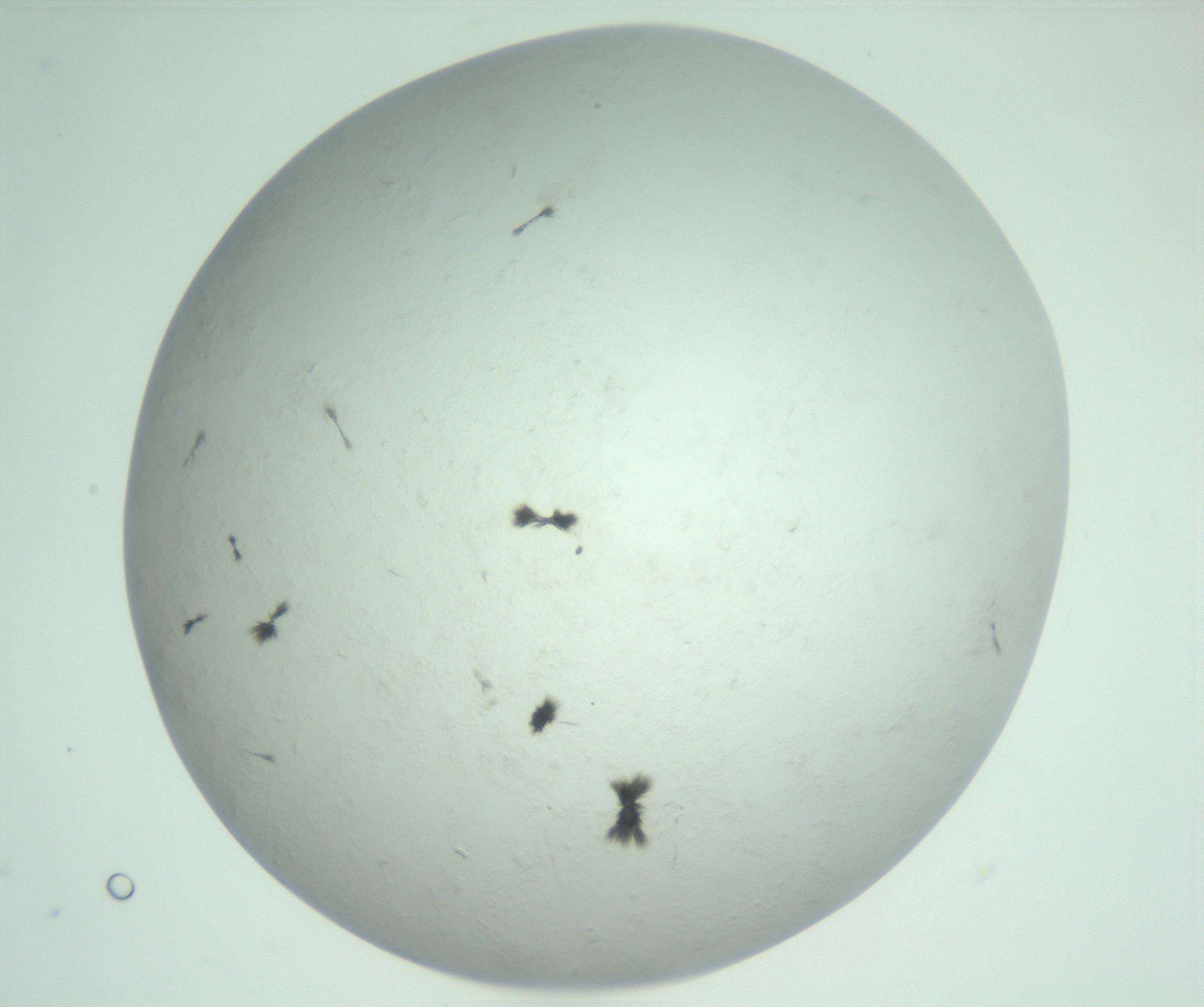 RI01_03_000_0212_Proj1_Clon1_MC_0000MC103010_004_161123_03_05_02_00_99_002_001_RAI.jpg