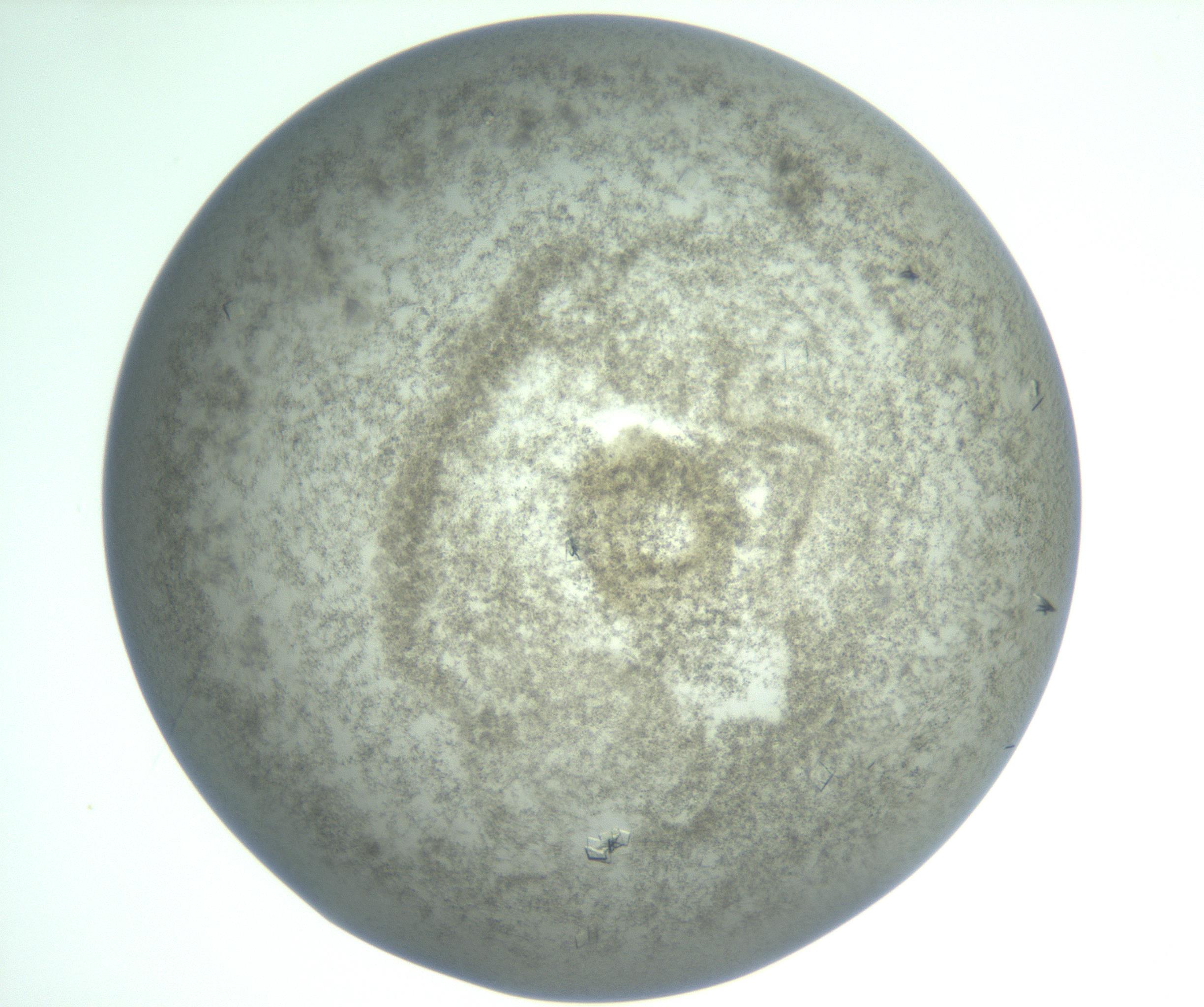 RI01_03_000_0212_Proj1_Clon1_MC_0000MC103010_004_161123_03_06_01_00_99_002_001_RAI.jpg