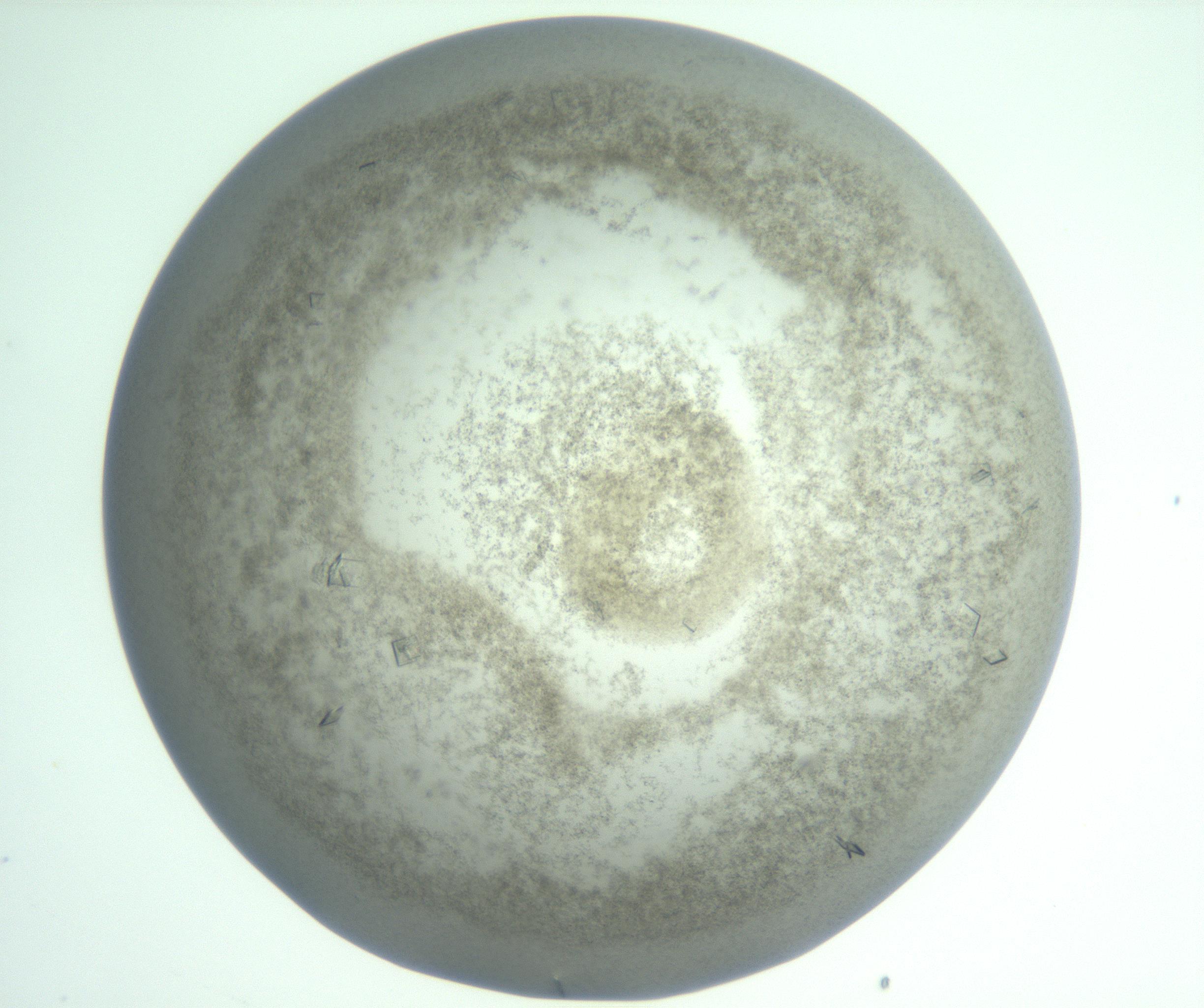 RI01_03_000_0212_Proj1_Clon1_MC_0000MC103010_004_161123_04_06_01_00_99_002_001_RAI.jpg