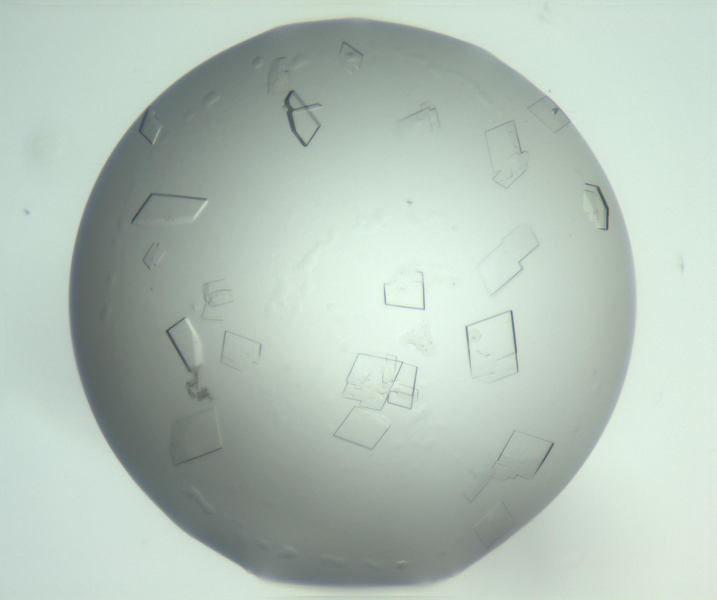 RI01_03_000_0212_Proj1_Clon1_MC_0000MC103010_004_161123_06_06_01_00_99_002_001_RAI.jpg