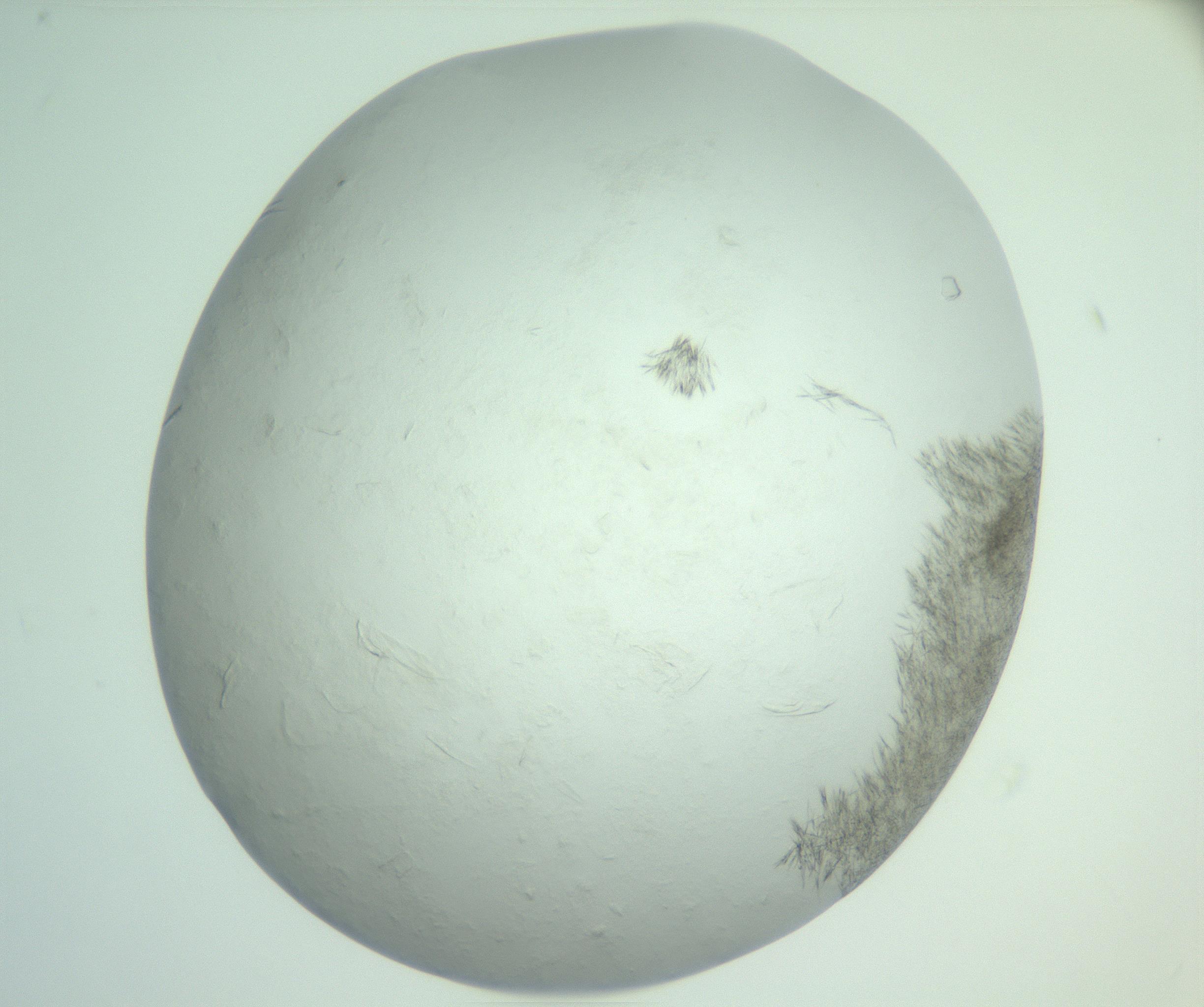 RI01_03_000_0212_Proj1_Clon1_MC_0000MC103010_004_161123_06_08_02_00_99_002_001_RAI.jpg