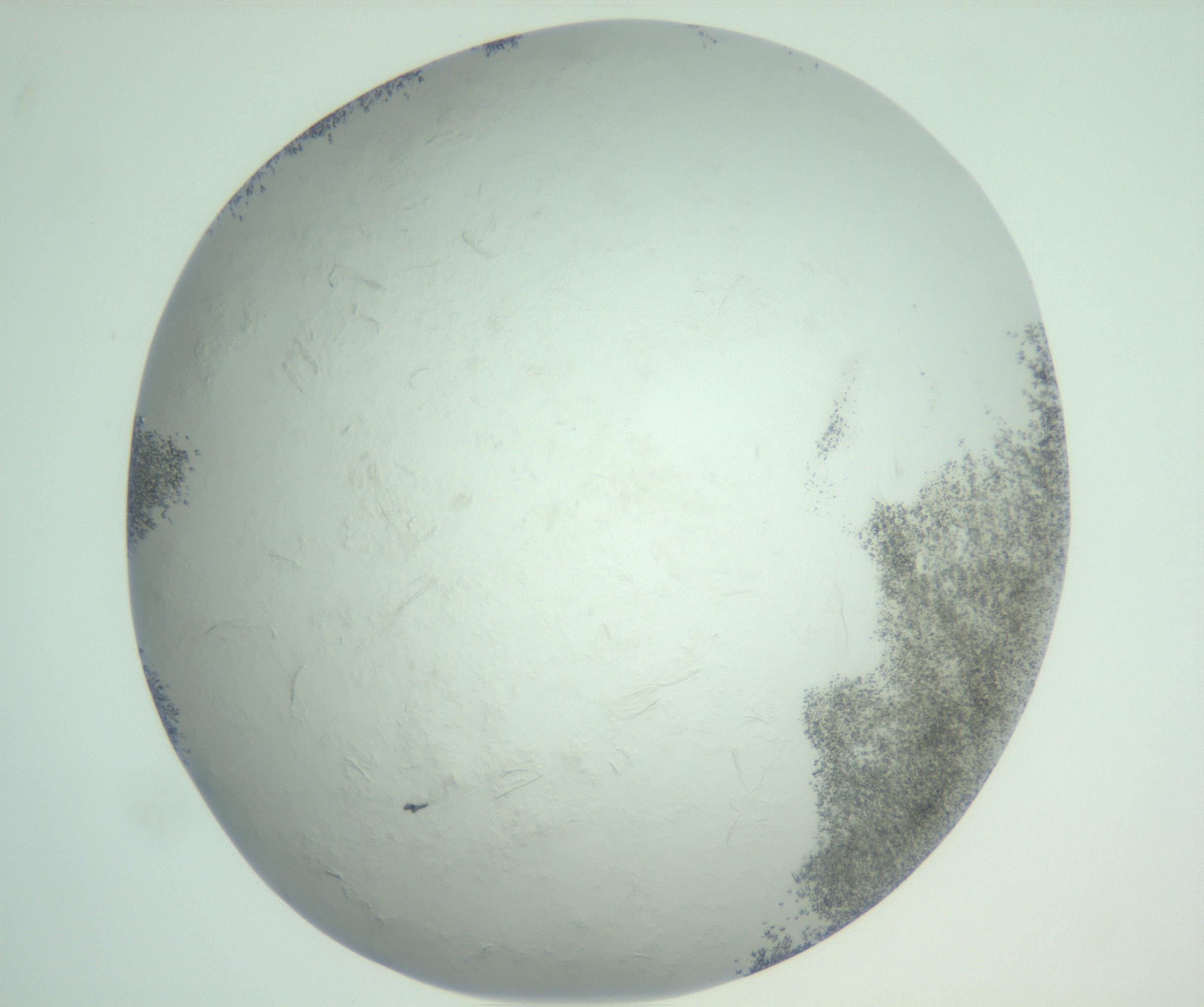 RI01_03_000_0212_Proj1_Clon1_MC_0000MC103010_004_161123_07_08_02_00_99_002_001_RAI.jpg