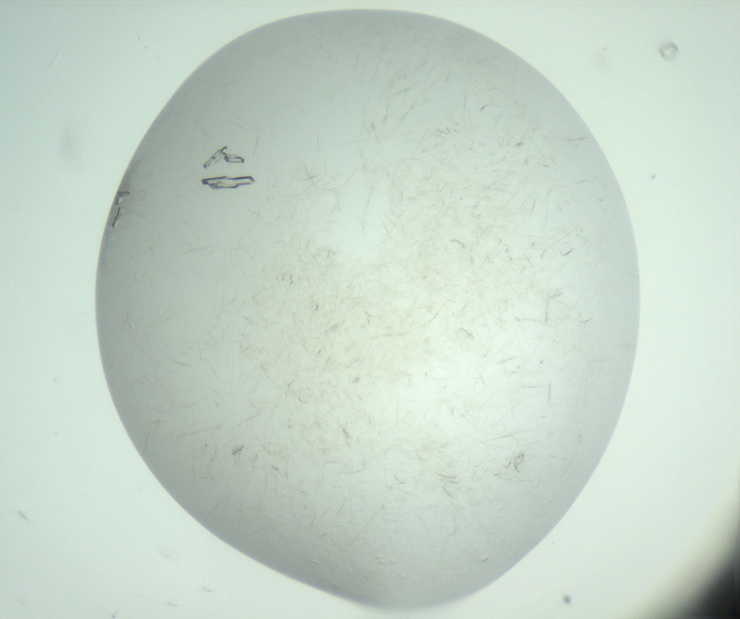 RI01_03_000_0212_Proj1_Clon1_MC_0000MC103010_004_161123_08_01_02_00_99_002_001_RAI.jpg