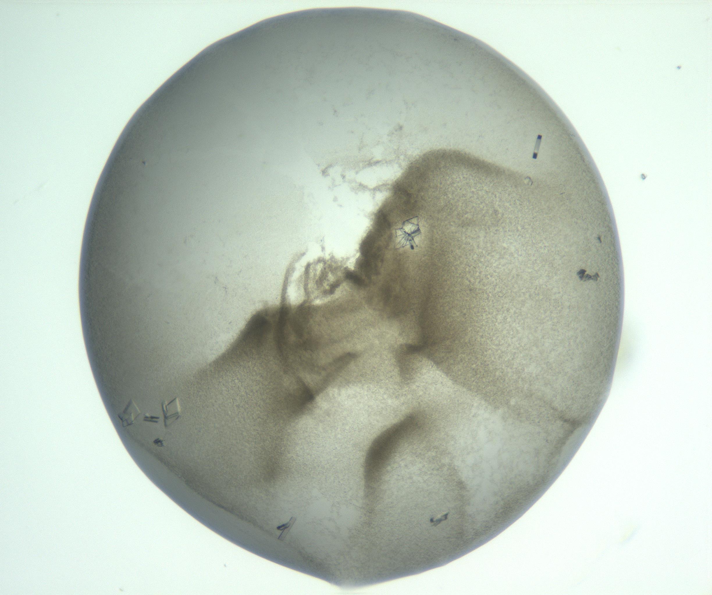 RI01_03_000_0212_Proj1_Clon1_MC_0000MC103010_004_161123_08_03_01_00_99_002_001_RAI.jpg