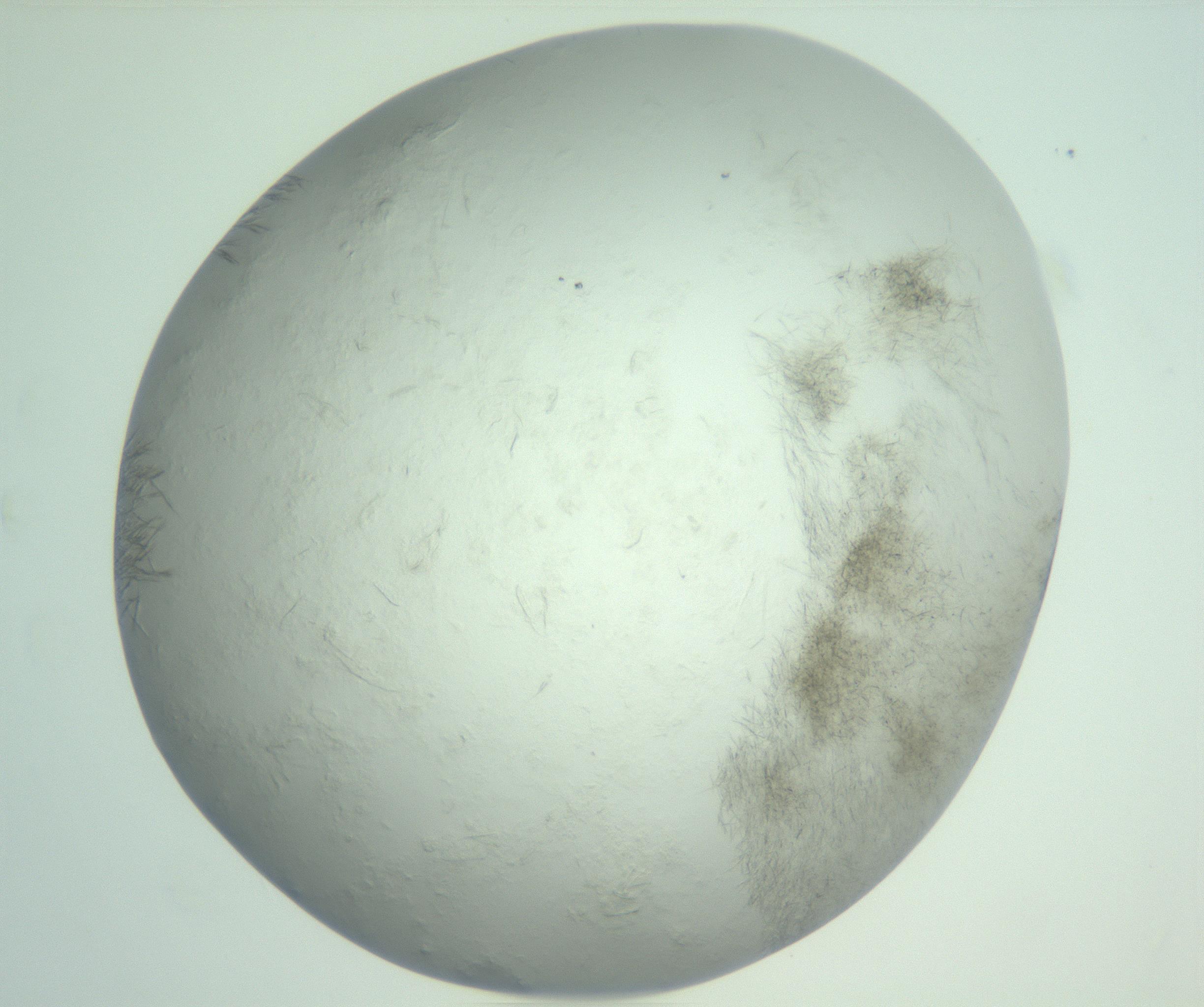 RI01_03_000_0212_Proj1_Clon1_MC_0000MC103010_004_161123_08_08_02_00_99_002_001_RAI.jpg