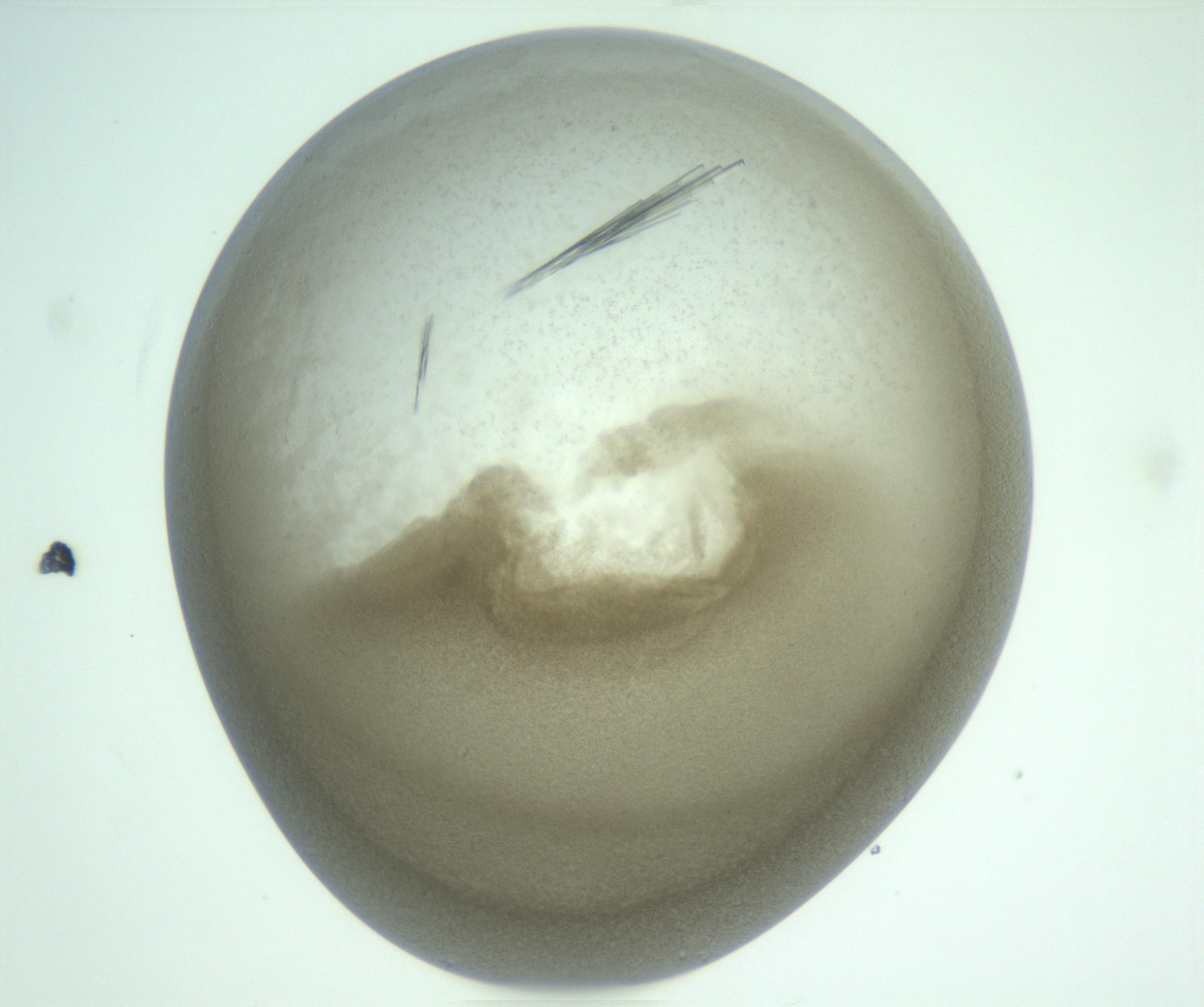 RI01_03_000_0212_Proj1_Clon1_MC_0000MC103010_004_161123_10_07_01_00_99_002_001_RAI.jpg