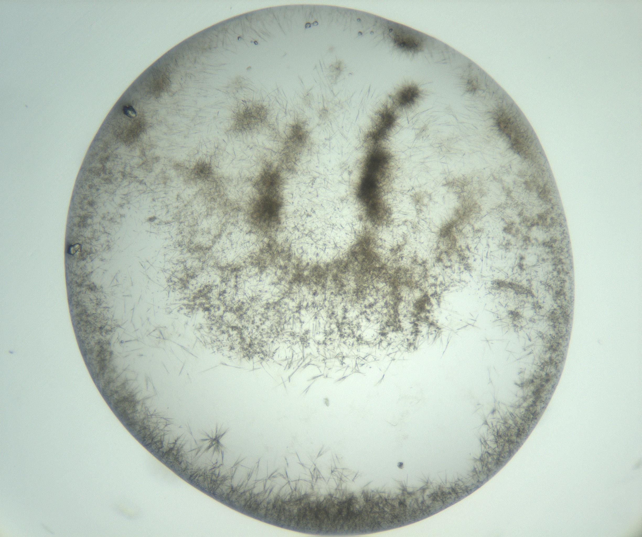 RI01_03_000_0212_Proj1_Clon1_MC_0000MC103010_004_161123_11_04_02_00_99_002_001_RAI.jpg