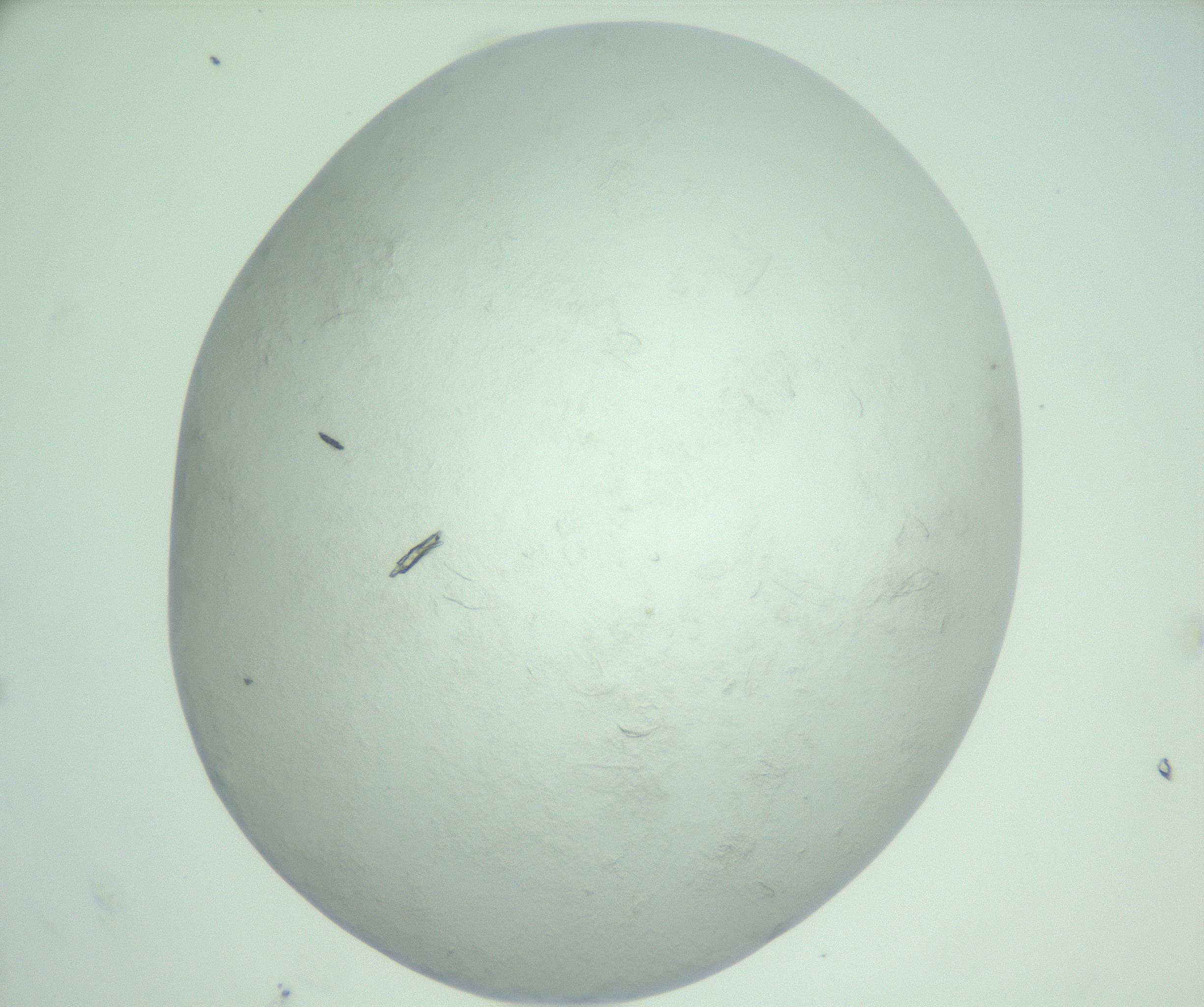 RI01_03_000_0212_Proj1_Clon1_MC_0000MC103010_004_161123_11_08_02_00_99_002_001_RAI.jpg