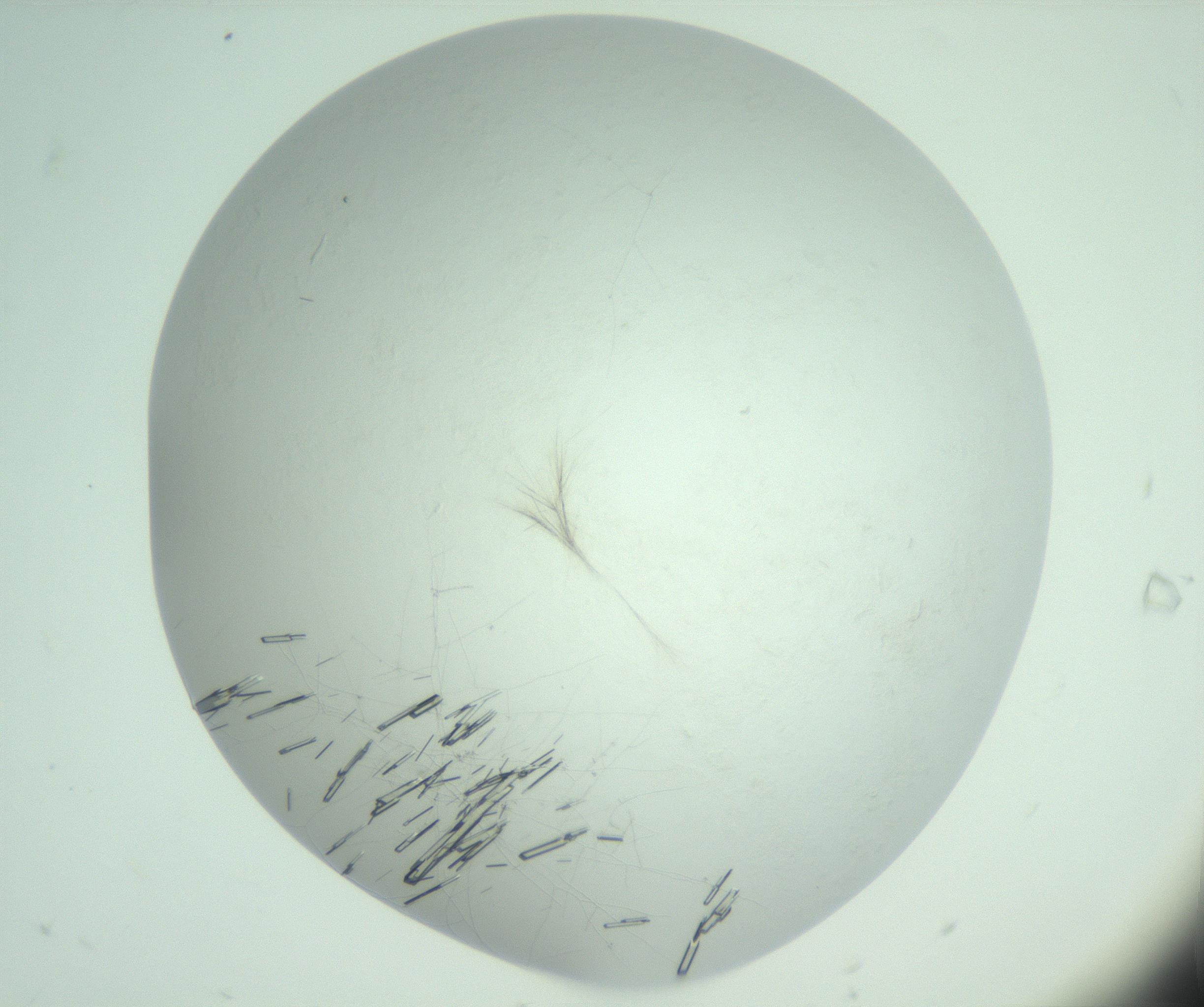 RI01_03_000_0212_Proj1_Clon1_MC_0000MC103010_005_161125_07_01_02_00_99_002_001_RAI.jpg