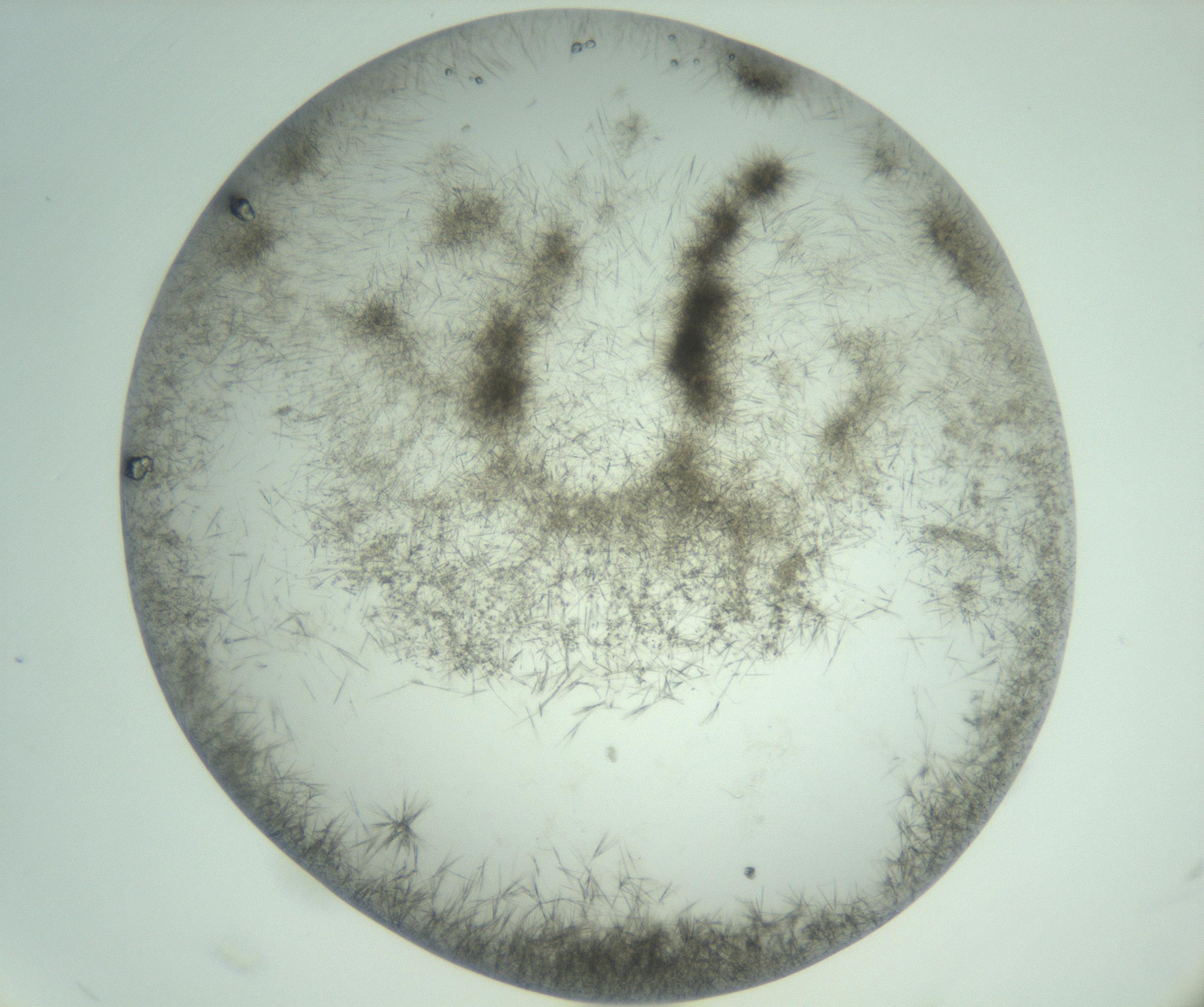 RI01_03_000_0212_Proj1_Clon1_MC_0000MC103010_005_161125_11_04_02_00_99_002_001_RAI.jpg