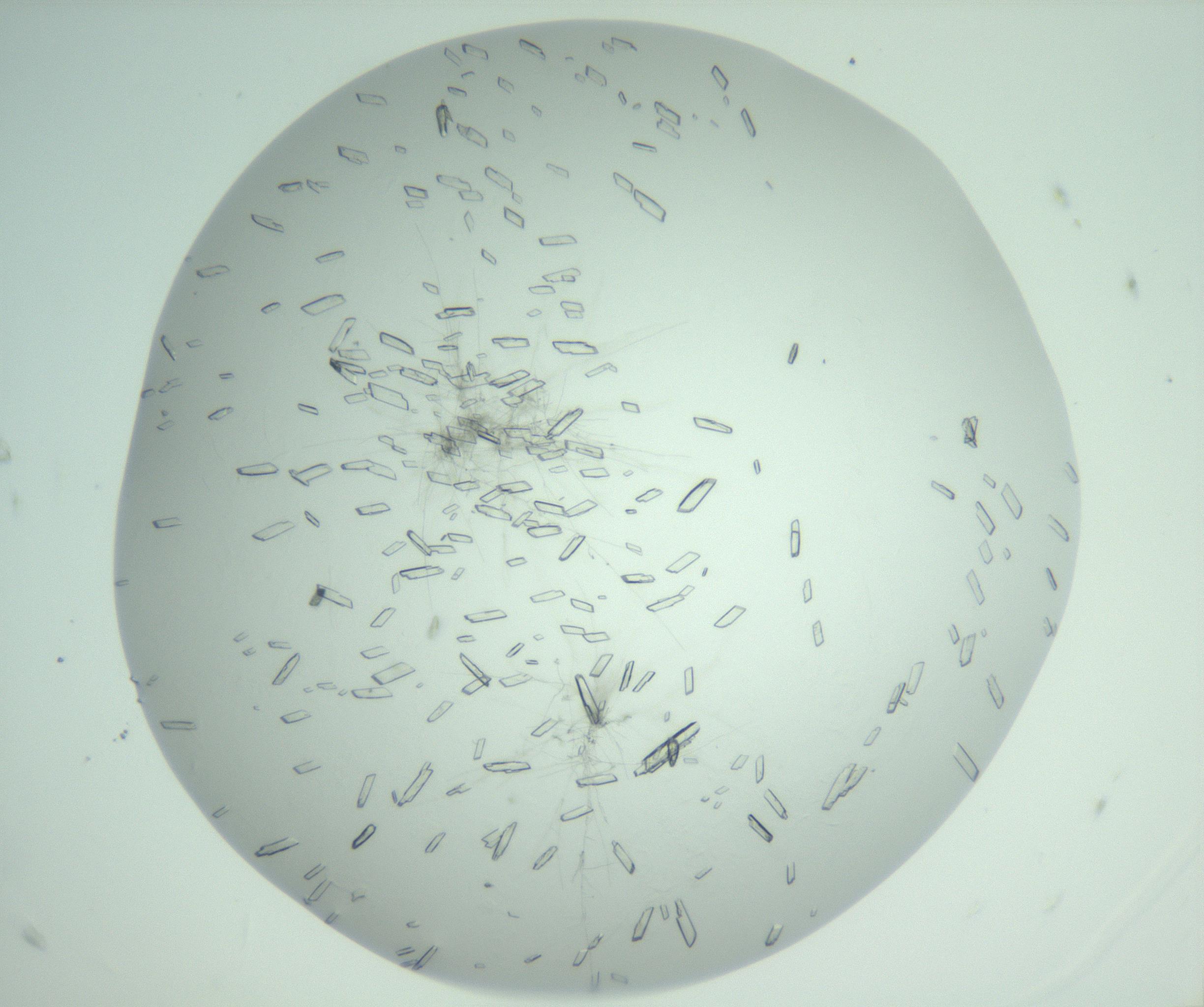 RI01_03_000_0212_Proj1_Clon1_MC_0000MC103010_006_161128_05_07_02_00_99_002_001_RAI.jpg