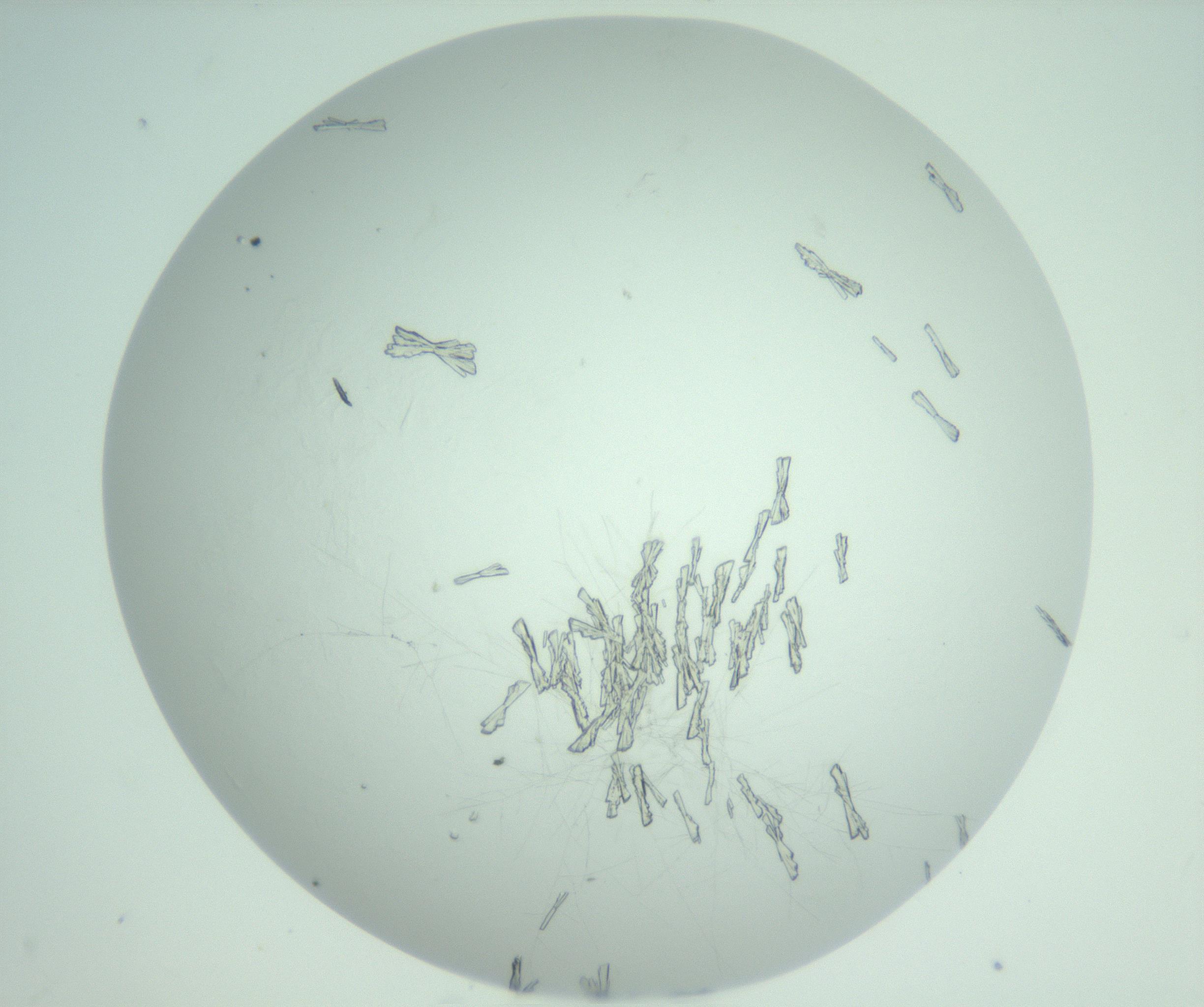 RI01_03_000_0212_Proj1_Clon1_MC_0000MC103010_006_161128_06_07_02_00_99_002_001_RAI.jpg