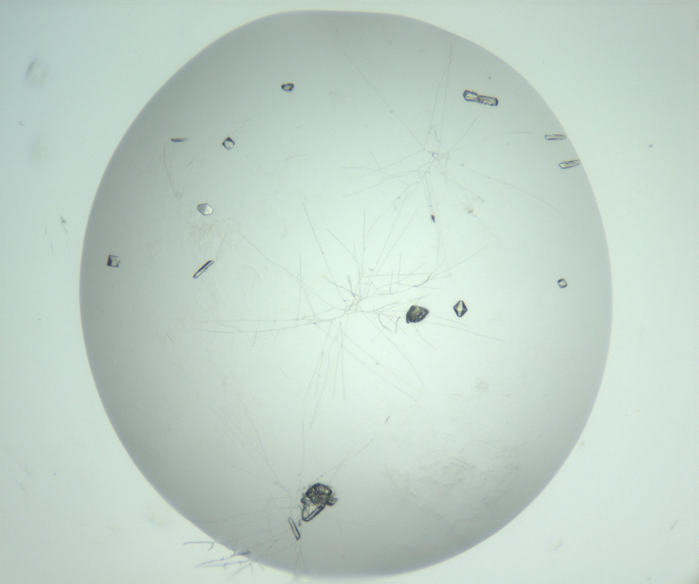 RI01_03_000_0212_Proj1_Clon1_MC_0000MC103010_006_161128_08_06_02_00_99_002_001_RAI.jpg
