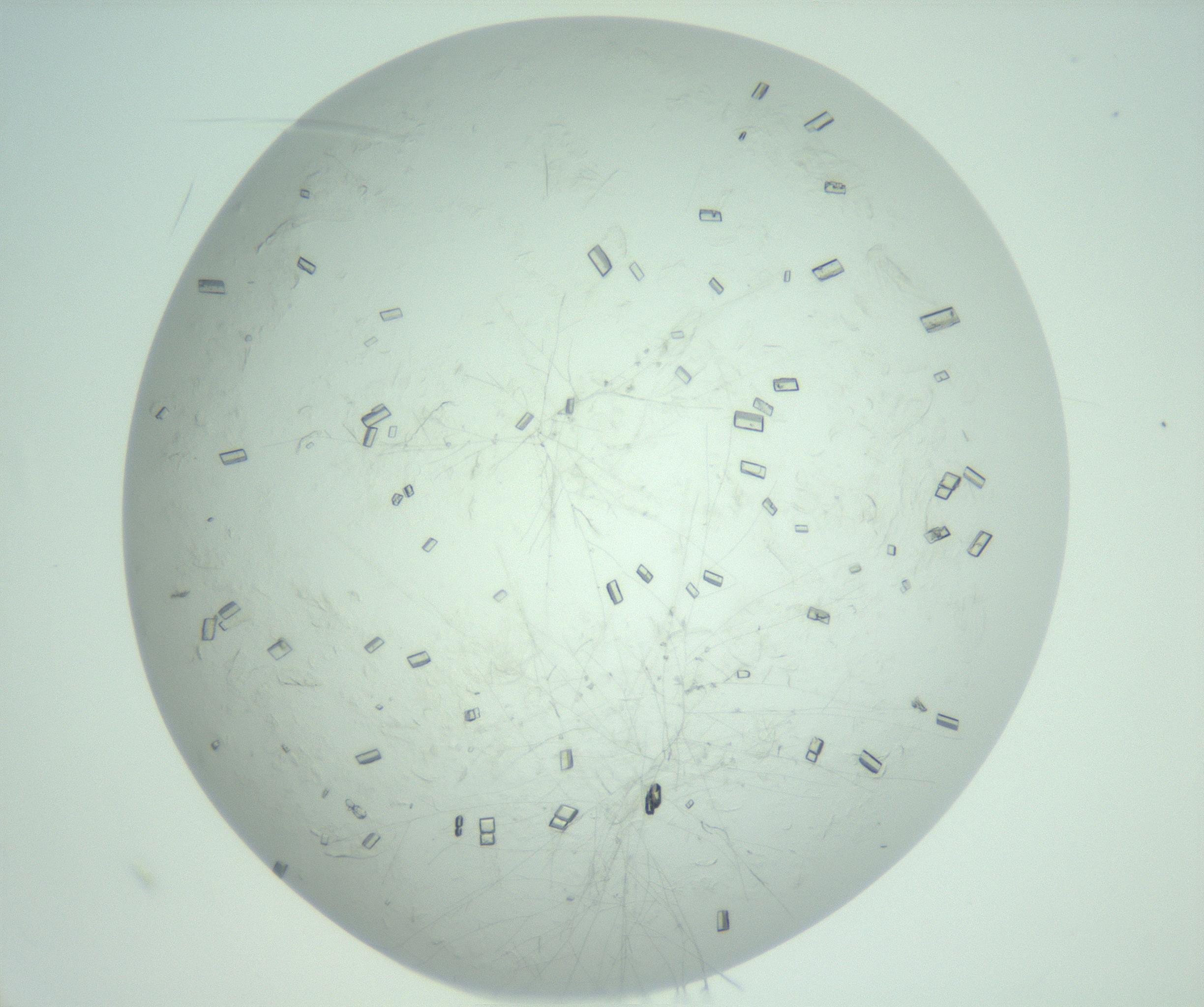 RI01_03_000_0212_Proj1_Clon1_MC_0000MC103010_006_161128_10_07_02_00_99_002_001_RAI.jpg