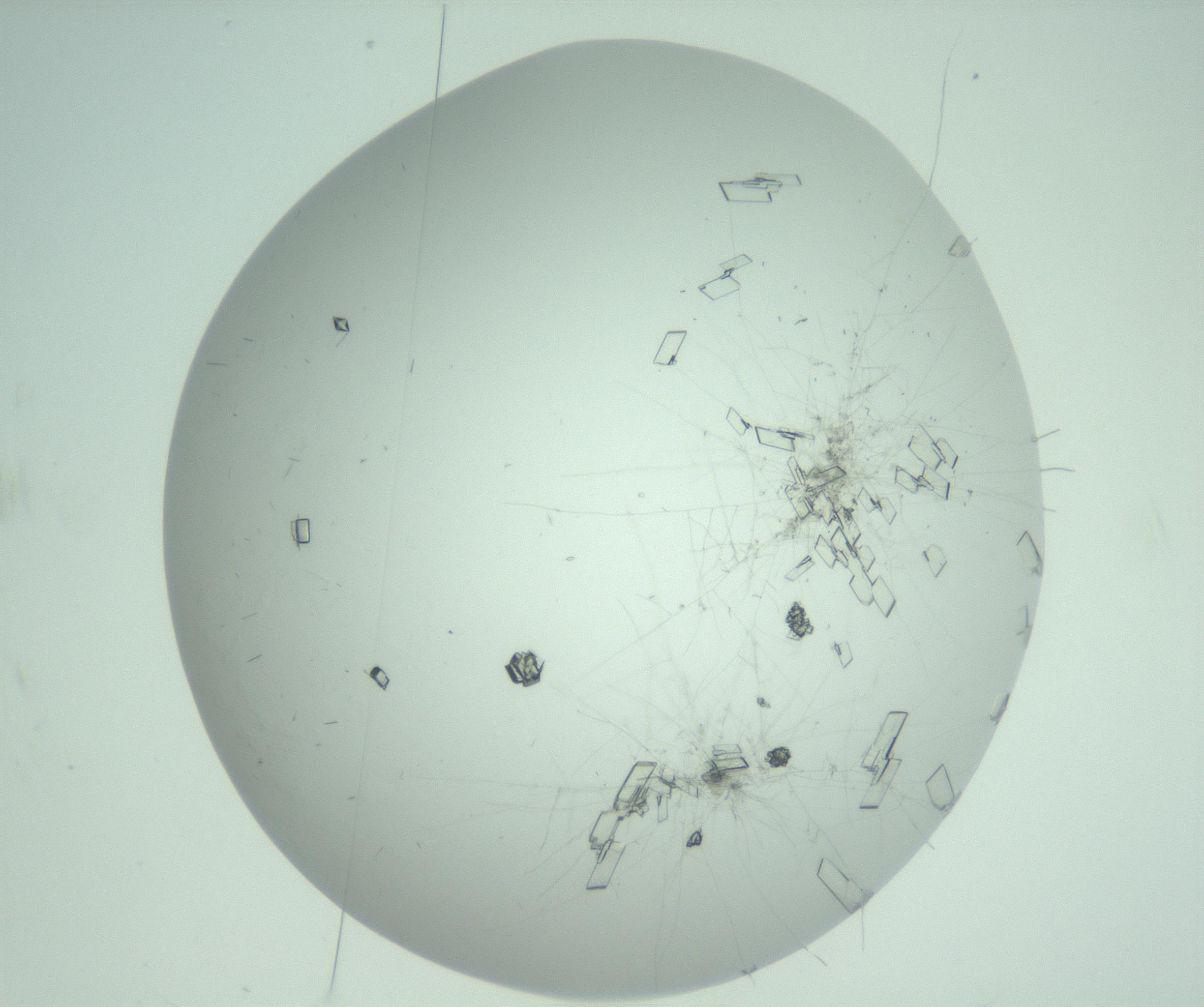 RI01_03_000_0212_Proj1_Clon1_MC_0000MC103010_006_161128_11_06_02_00_99_002_001_RAI.jpg