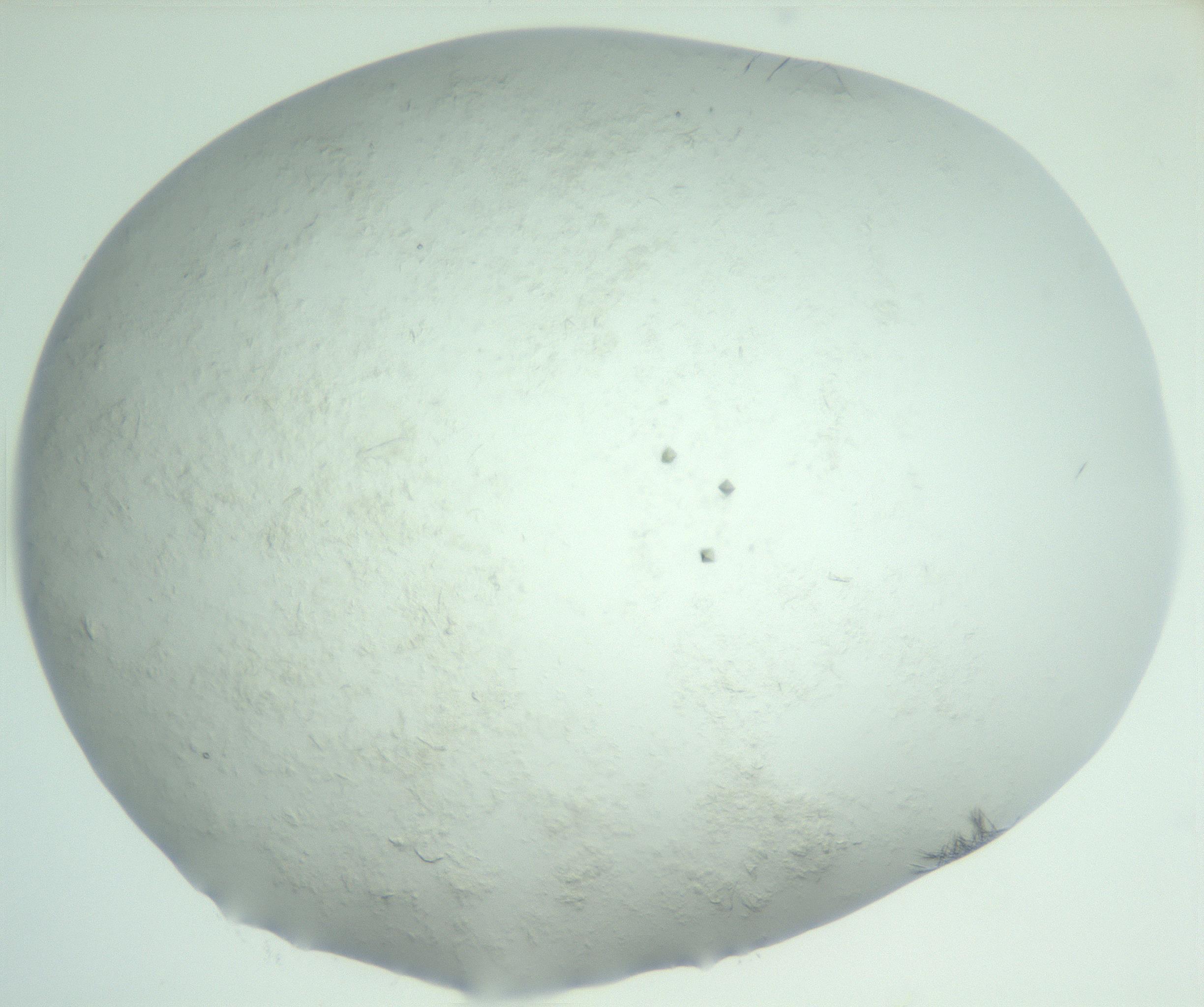 RI01_03_000_0212_Proj1_Clon1_MC_0000MC103011_002_161119_01_05_02_00_99_002_001_RAI.jpg
