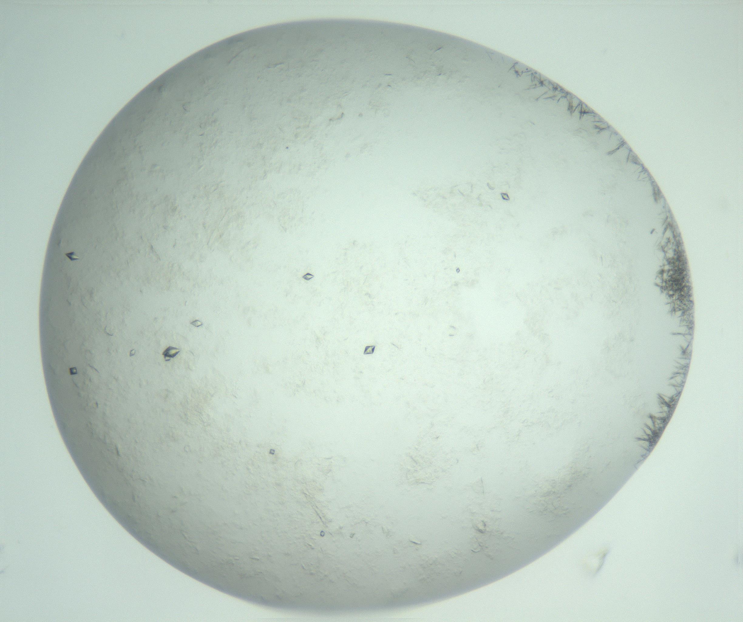 RI01_03_000_0212_Proj1_Clon1_MC_0000MC103011_002_161119_04_05_02_00_99_002_001_RAI.jpg