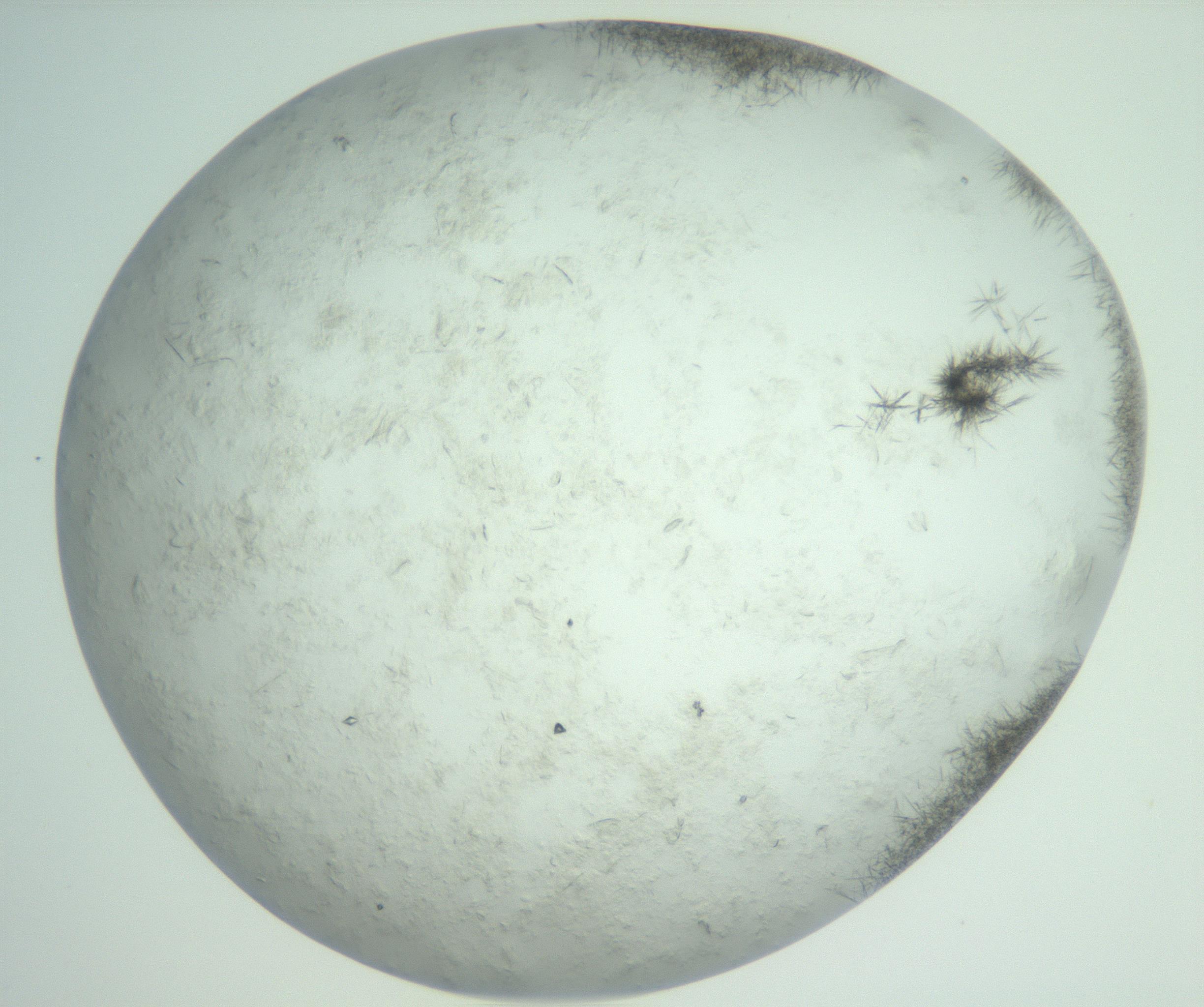 RI01_03_000_0212_Proj1_Clon1_MC_0000MC103011_002_161119_04_08_02_00_99_002_001_RAI.jpg