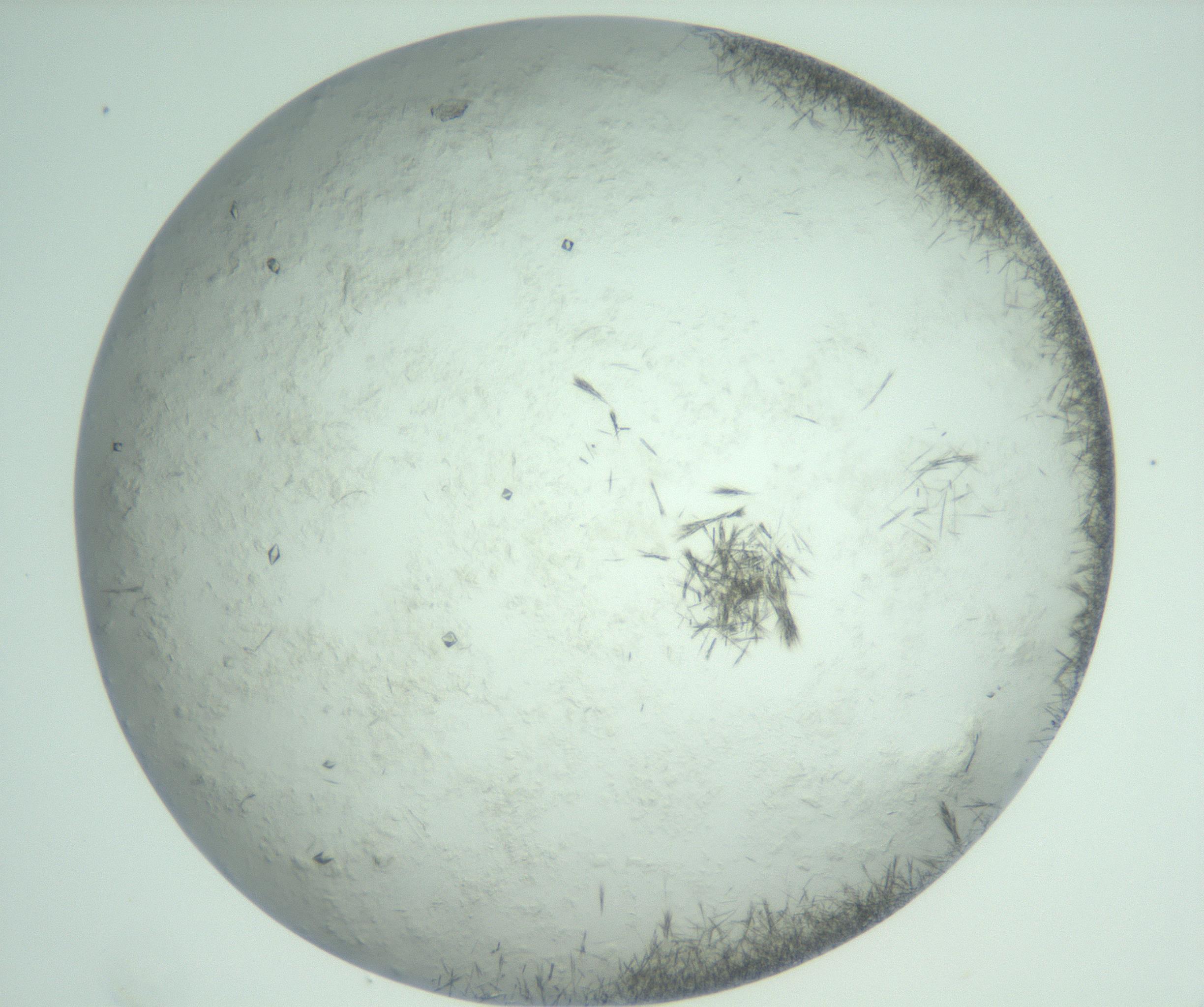 RI01_03_000_0212_Proj1_Clon1_MC_0000MC103011_002_161119_05_05_02_00_99_002_001_RAI.jpg