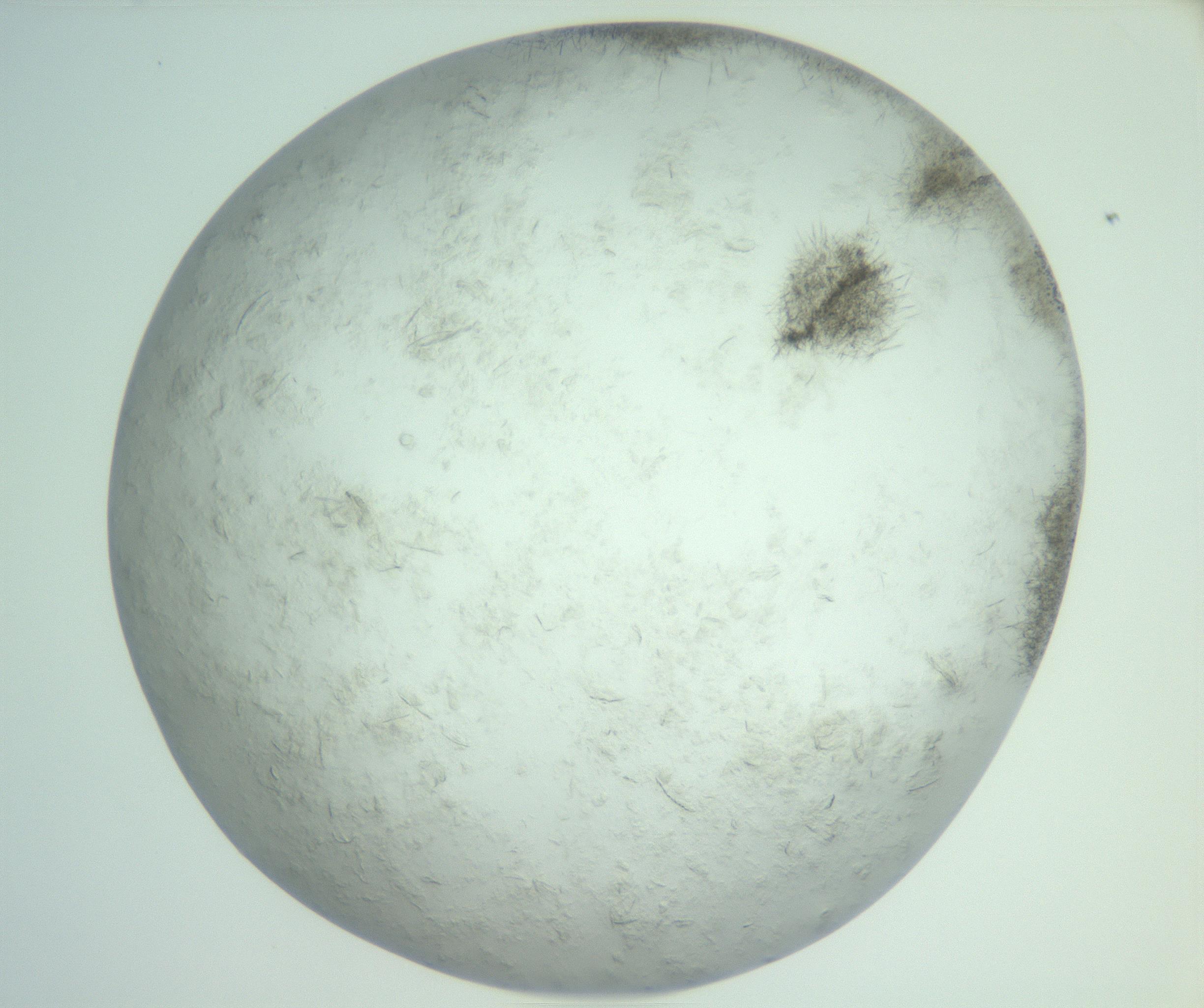 RI01_03_000_0212_Proj1_Clon1_MC_0000MC103011_002_161119_05_08_02_00_99_002_001_RAI.jpg
