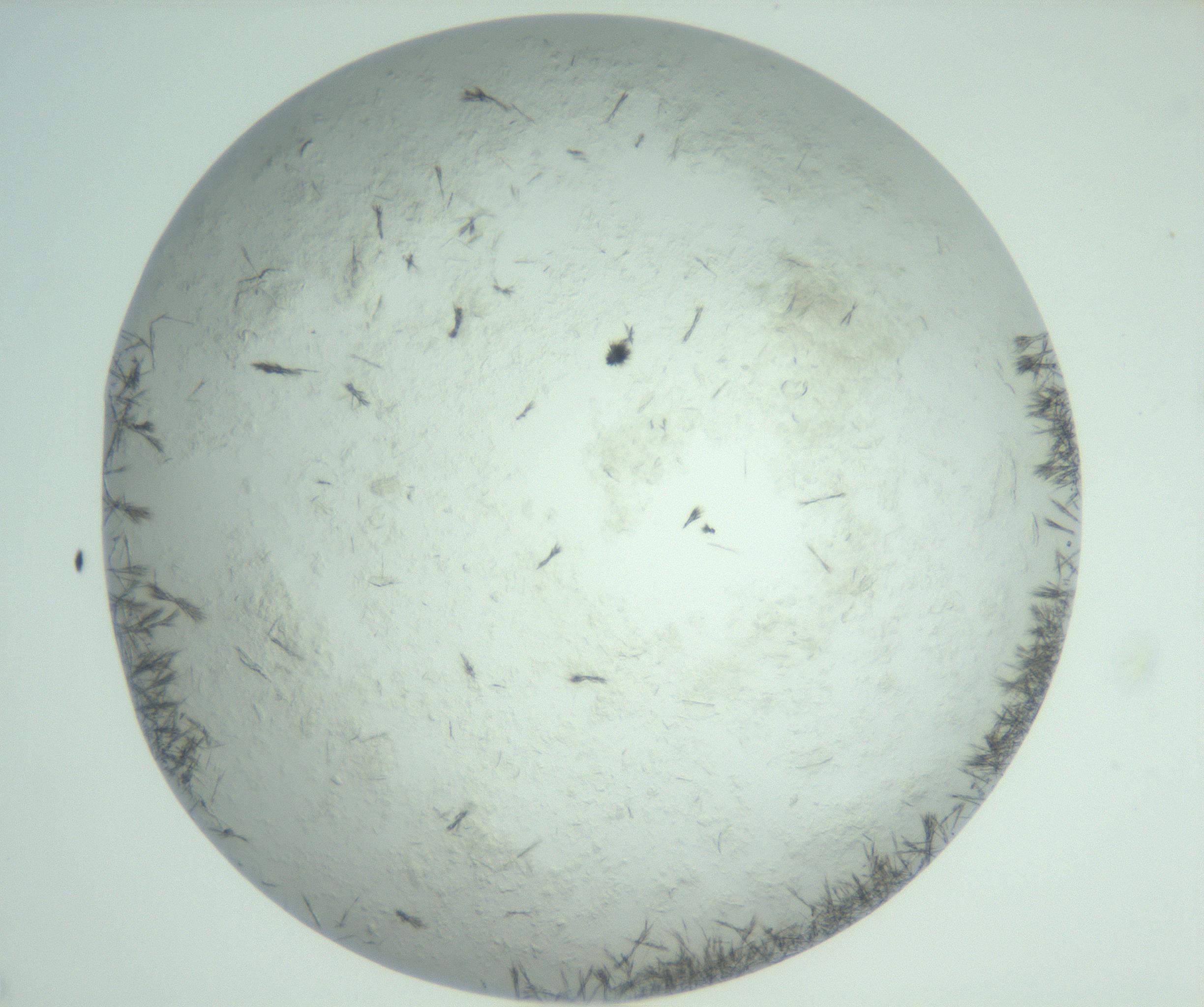 RI01_03_000_0212_Proj1_Clon1_MC_0000MC103011_002_161119_07_05_02_00_99_002_001_RAI.jpg