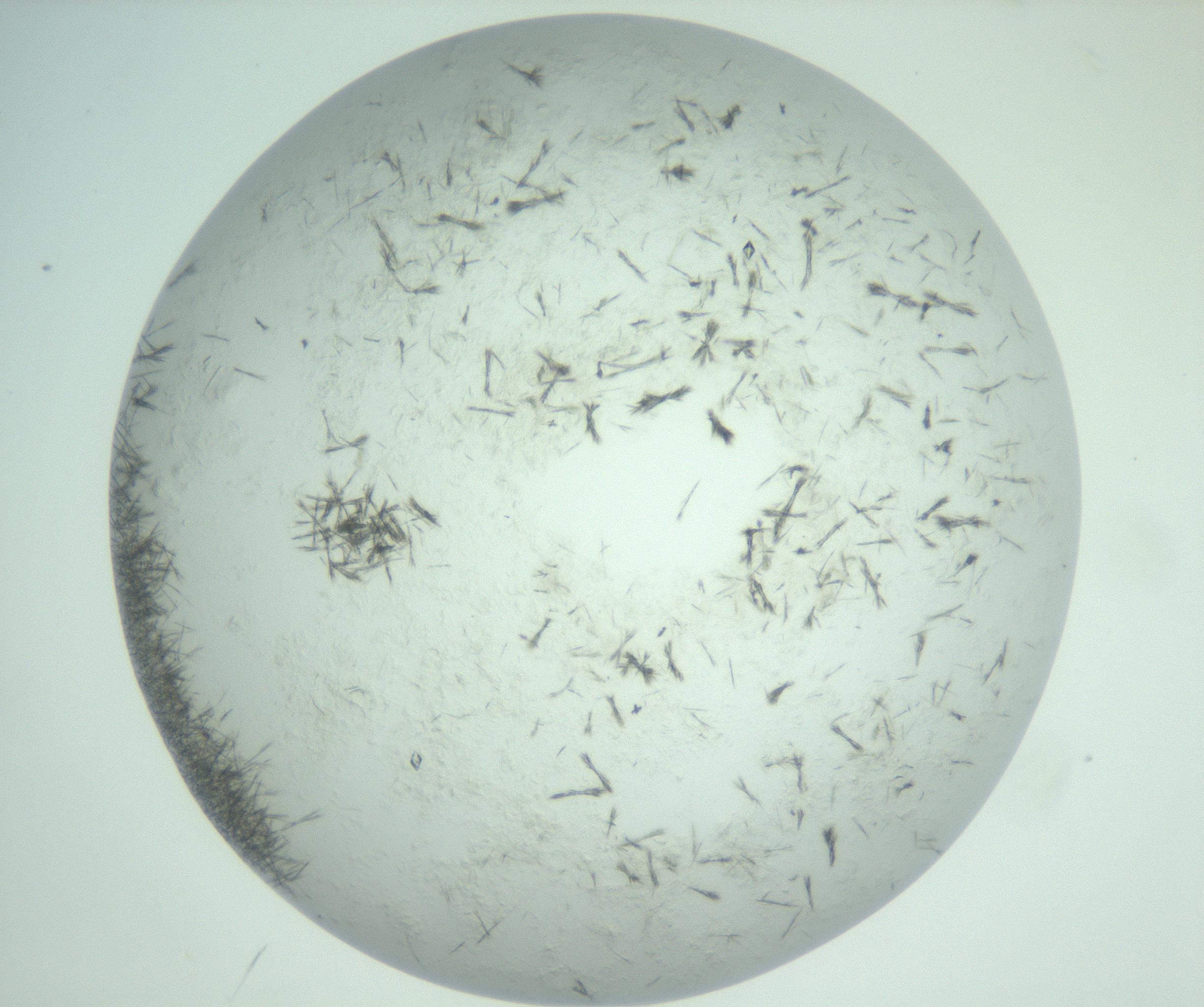 RI01_03_000_0212_Proj1_Clon1_MC_0000MC103011_002_161119_08_05_02_00_99_002_001_RAI.jpg