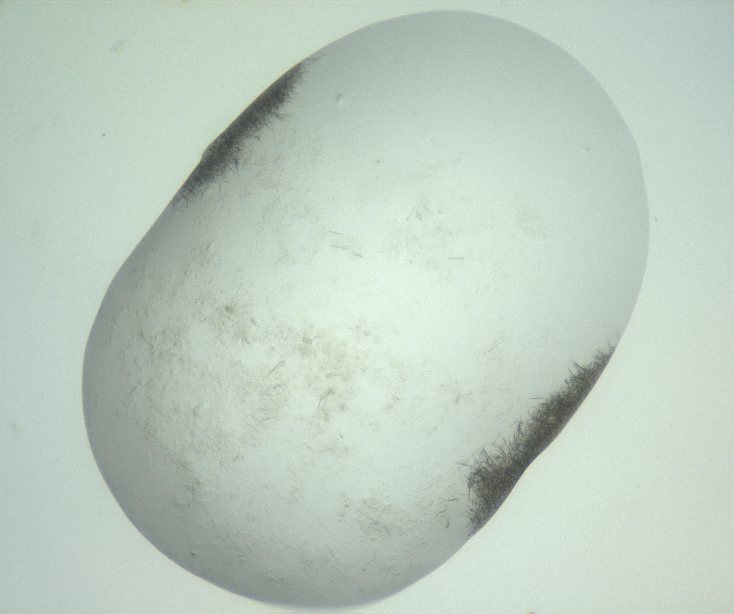 RI01_03_000_0212_Proj1_Clon1_MC_0000MC103011_002_161119_09_08_02_00_99_002_001_RAI.jpg