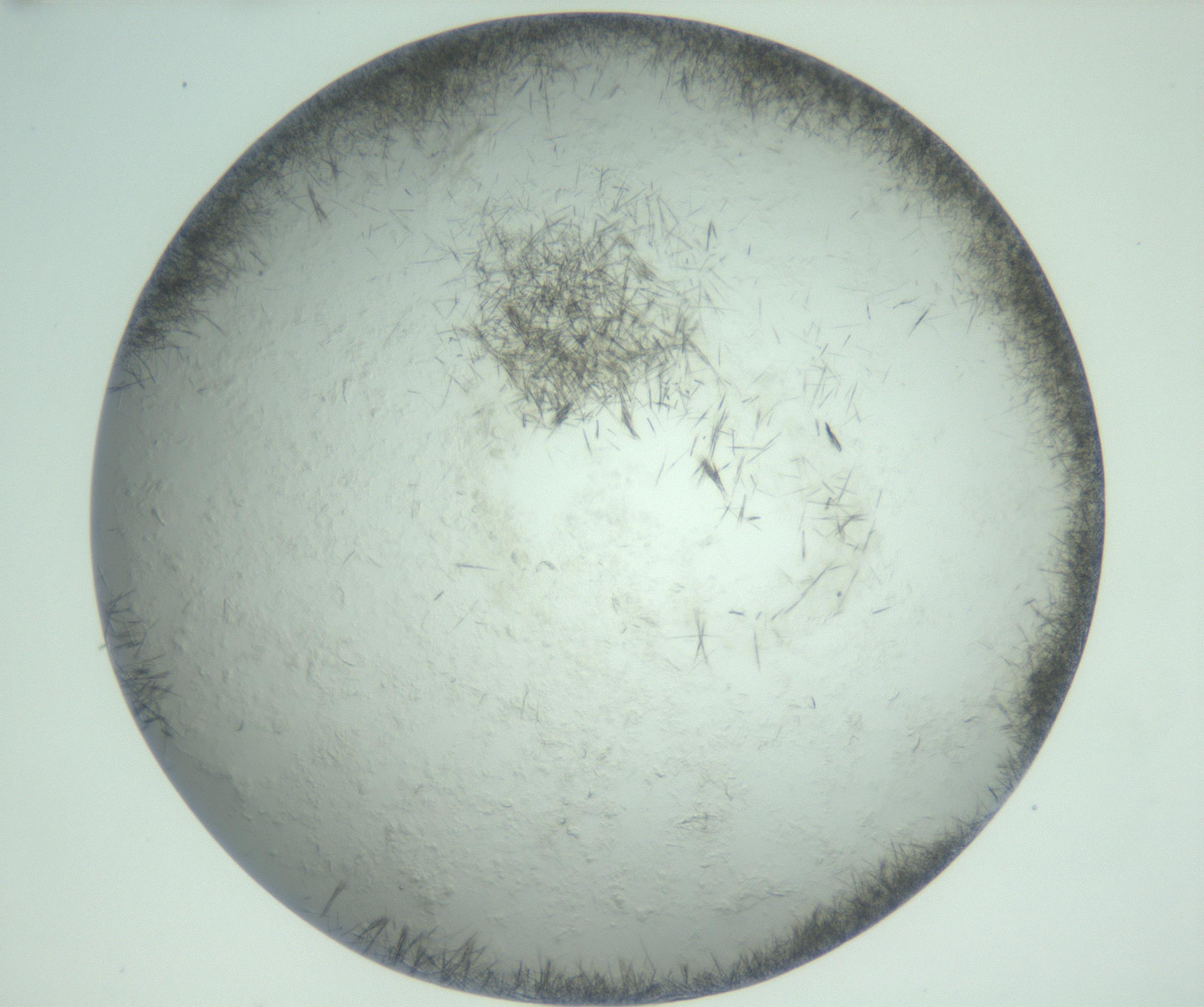 RI01_03_000_0212_Proj1_Clon1_MC_0000MC103011_002_161119_10_05_02_00_99_002_001_RAI.jpg