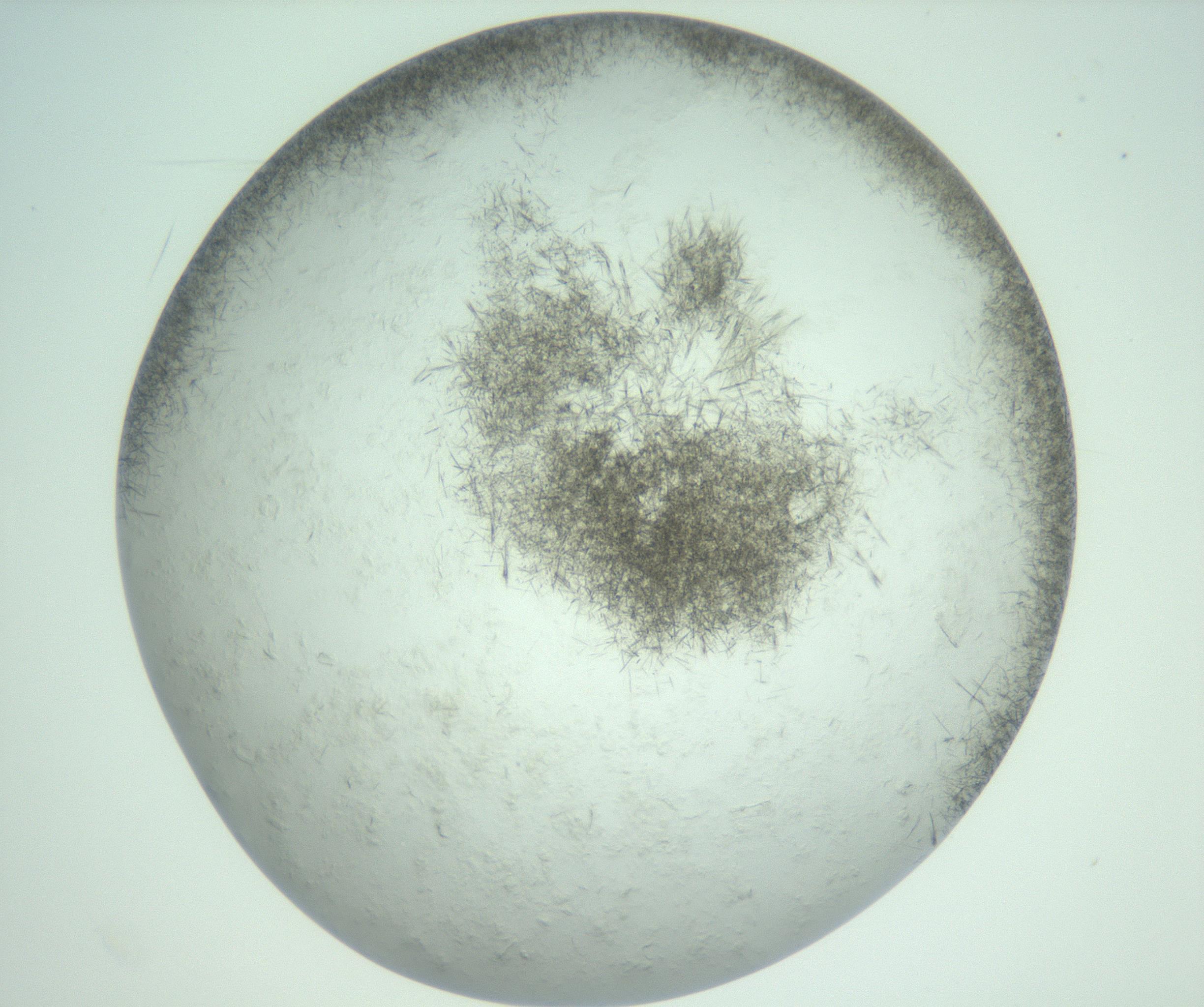 RI01_03_000_0212_Proj1_Clon1_MC_0000MC103011_002_161119_10_07_02_00_99_002_001_RAI.jpg