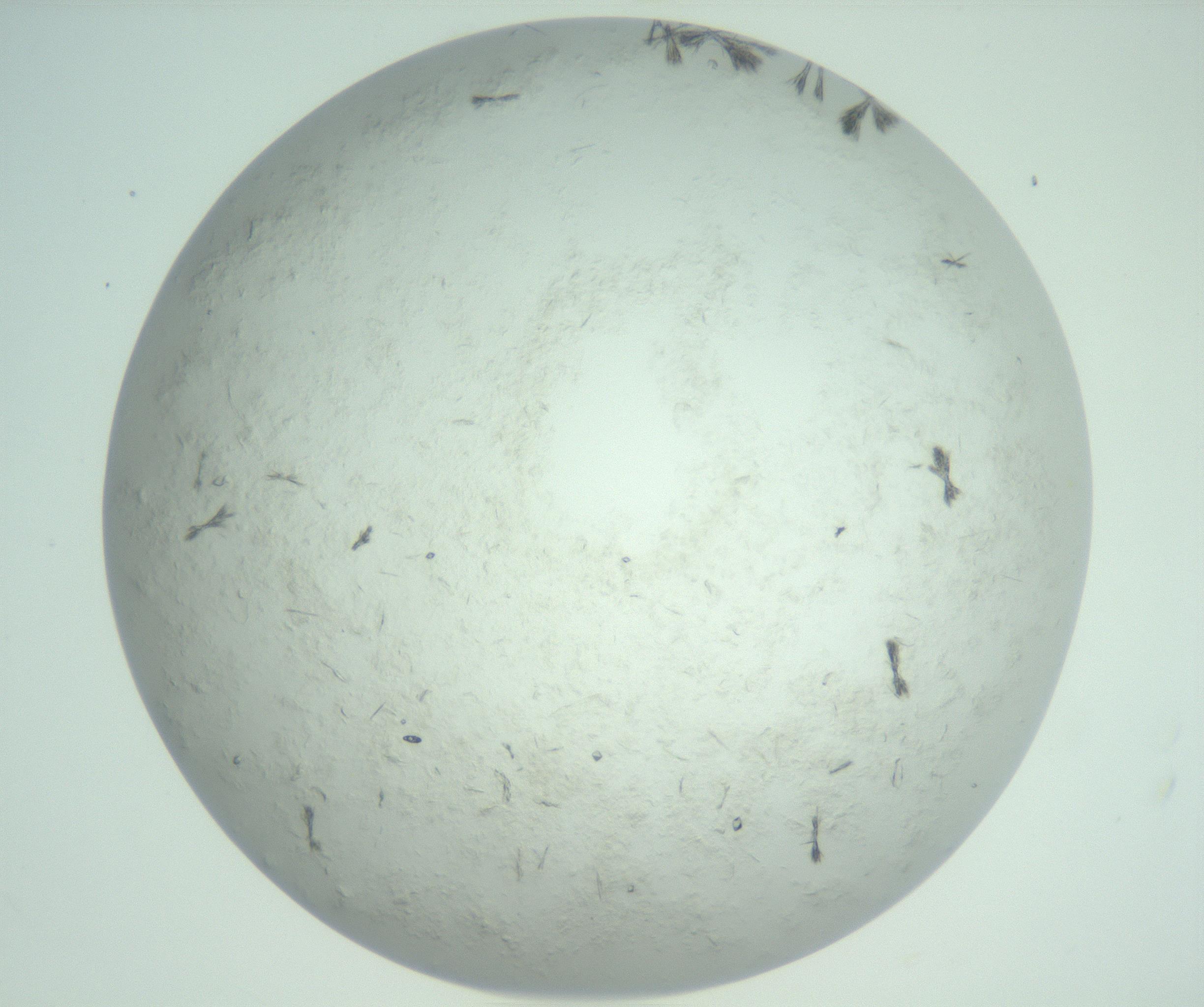 RI01_03_000_0212_Proj1_Clon1_MC_0000MC103011_002_161119_11_05_02_00_99_002_001_RAI.jpg
