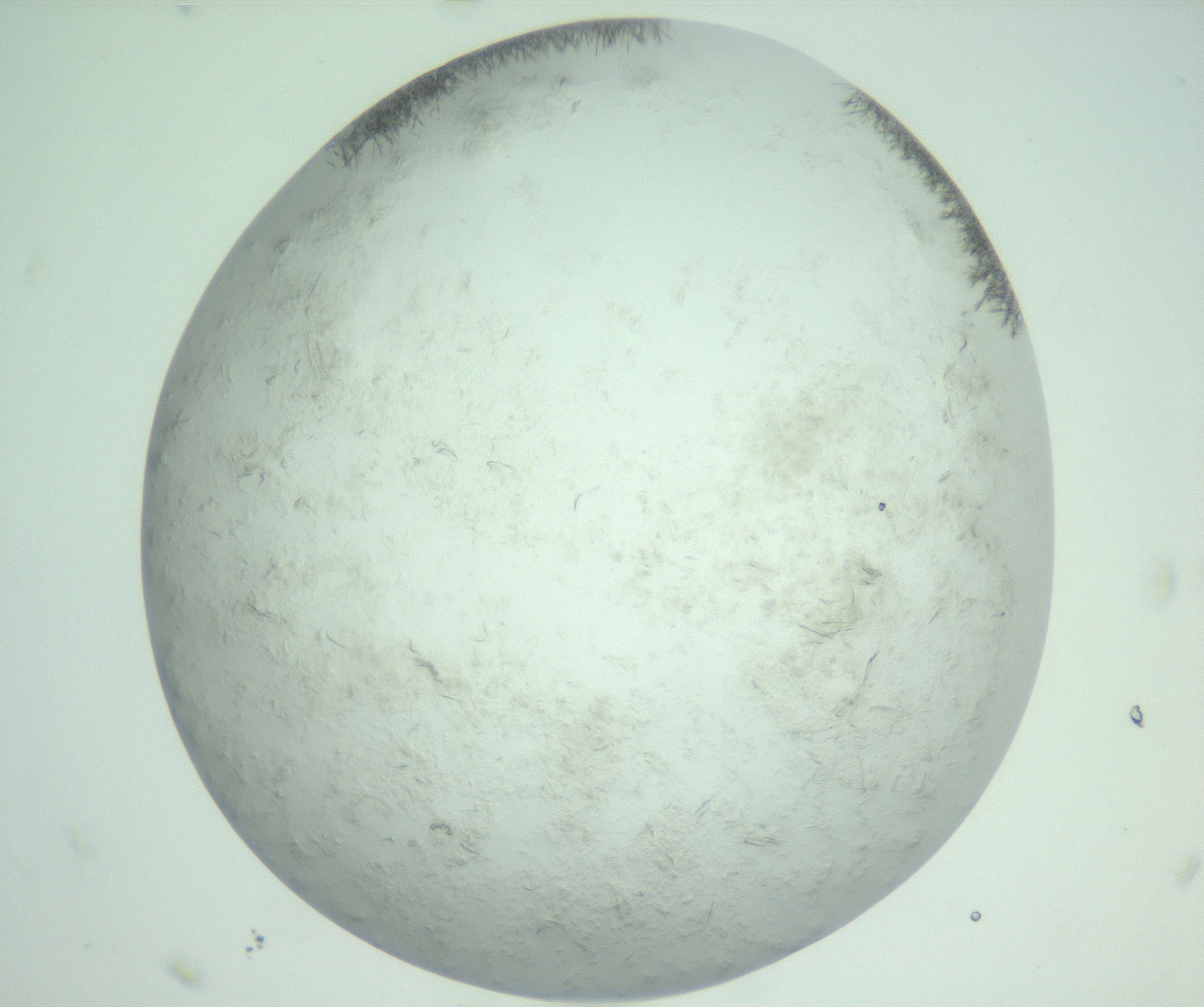 RI01_03_000_0212_Proj1_Clon1_MC_0000MC103011_002_161119_11_08_02_00_99_002_001_RAI.jpg