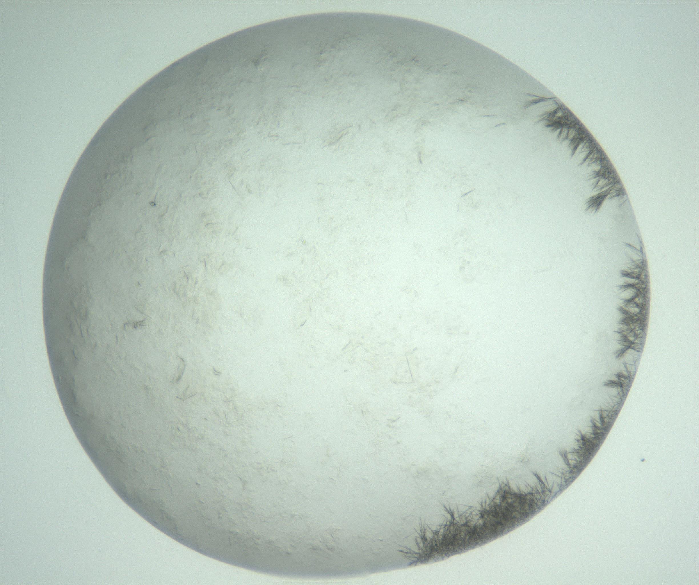 RI01_03_000_0212_Proj1_Clon1_MC_0000MC103011_003_161121_02_06_02_00_99_002_001_RAI.jpg