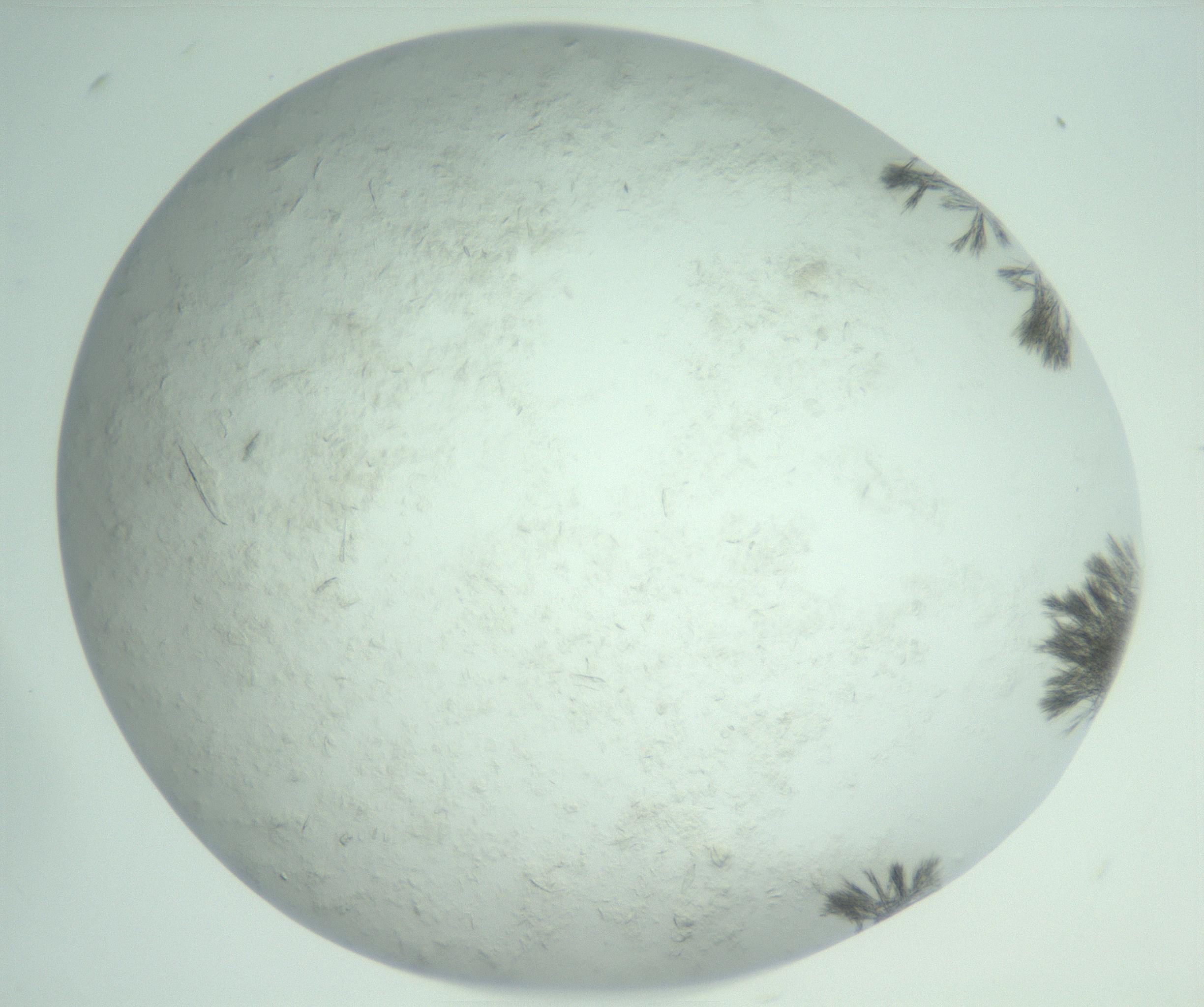 RI01_03_000_0212_Proj1_Clon1_MC_0000MC103011_003_161121_03_06_02_00_99_002_001_RAI.jpg