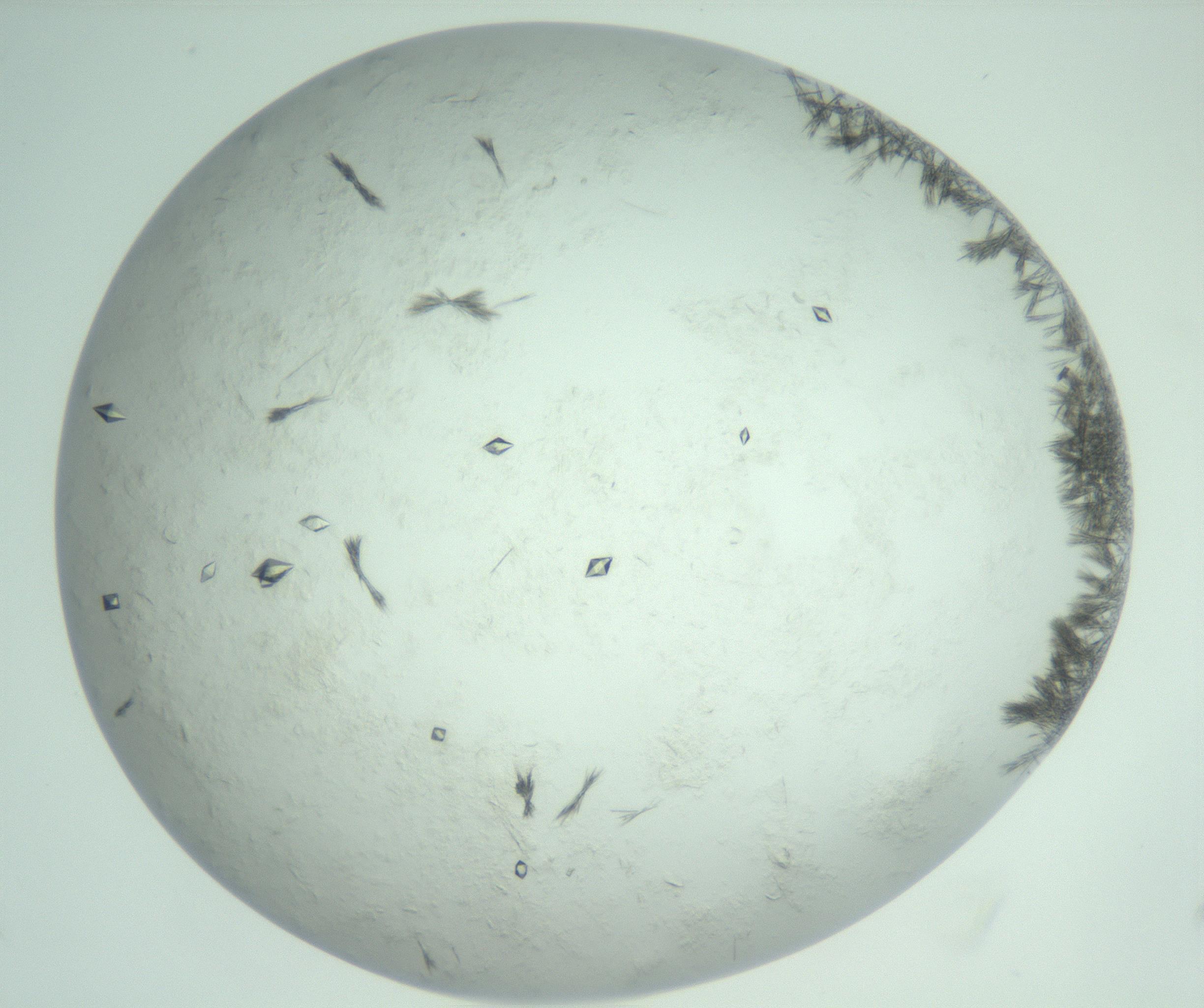 RI01_03_000_0212_Proj1_Clon1_MC_0000MC103011_003_161121_04_05_02_00_99_002_001_RAI.jpg