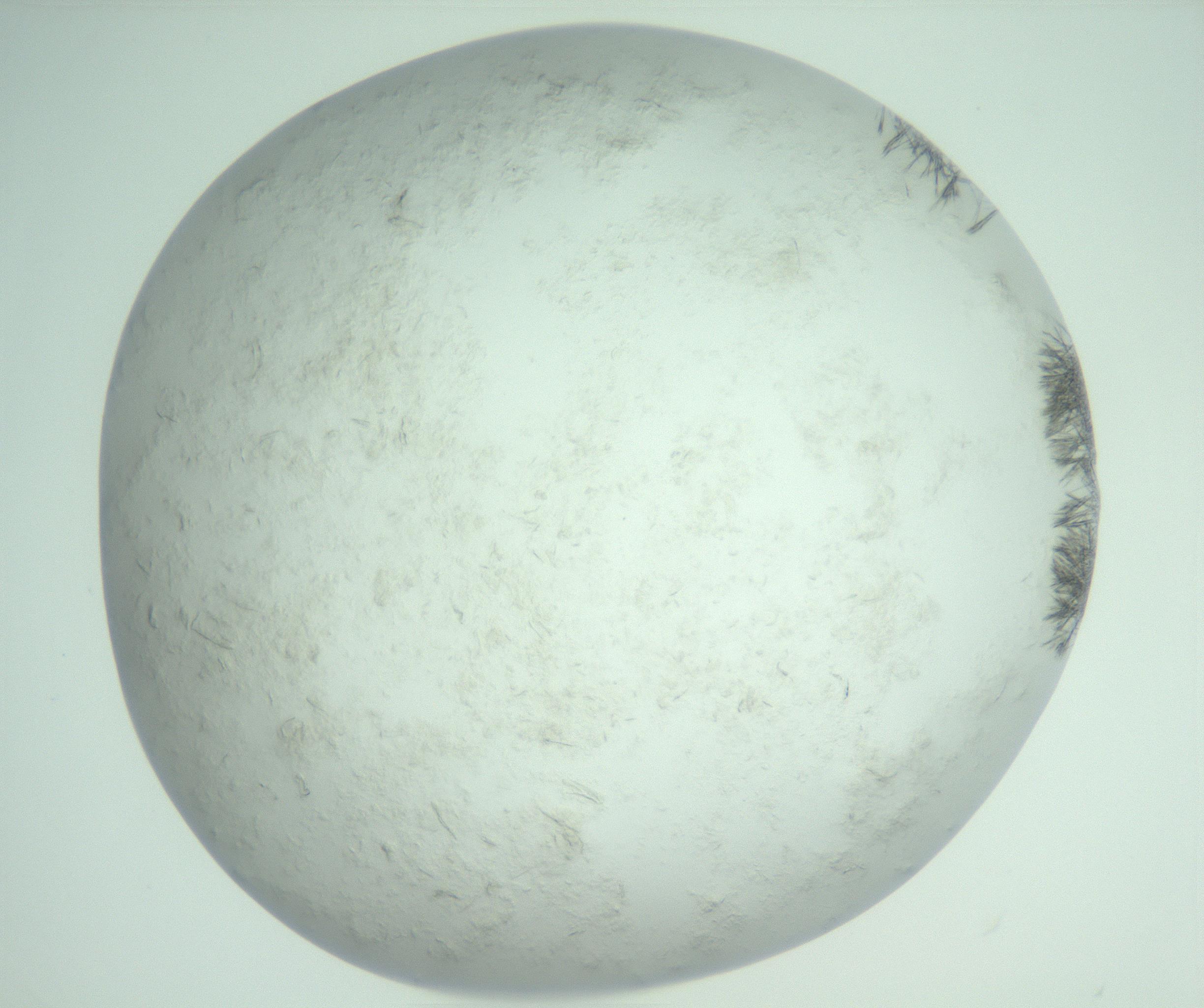 RI01_03_000_0212_Proj1_Clon1_MC_0000MC103011_003_161121_04_06_02_00_99_002_001_RAI.jpg