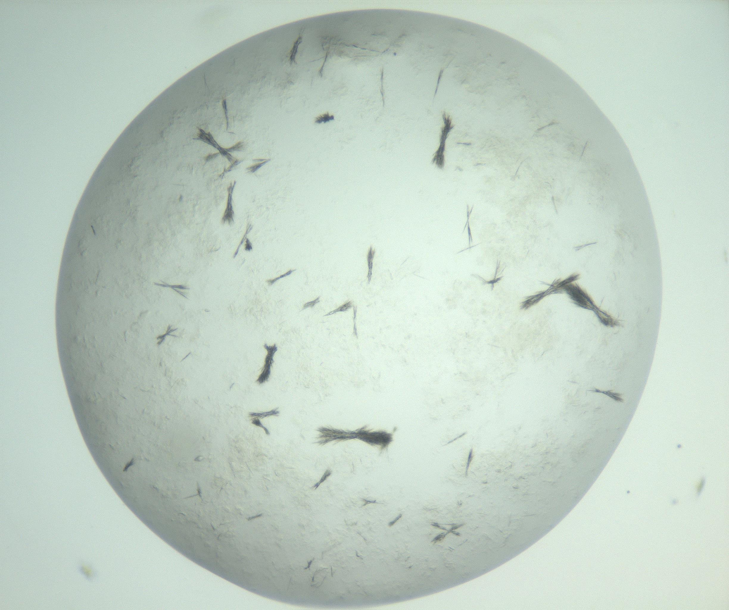 RI01_03_000_0212_Proj1_Clon1_MC_0000MC103011_003_161121_05_06_02_00_99_002_001_RAI.jpg