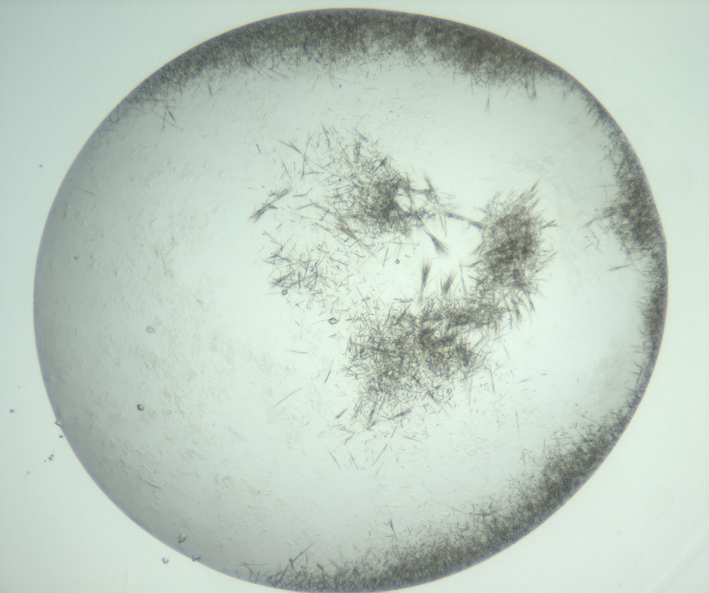 RI01_03_000_0212_Proj1_Clon1_MC_0000MC103011_003_161121_05_07_02_00_99_002_001_RAI.jpg