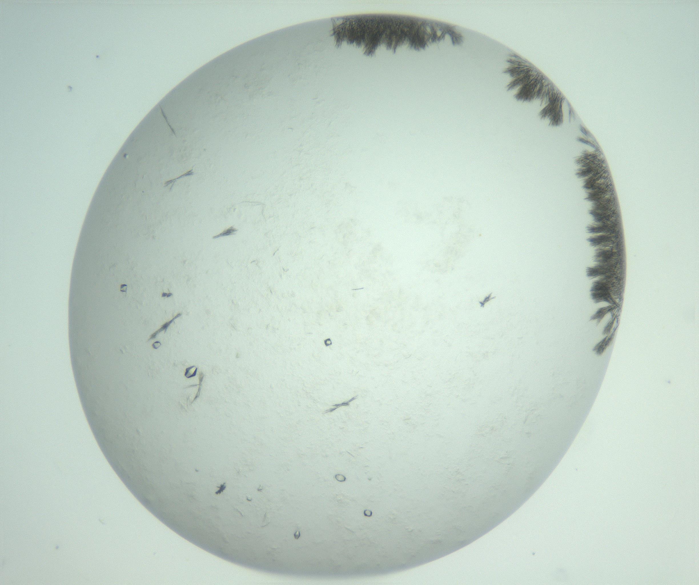 RI01_03_000_0212_Proj1_Clon1_MC_0000MC103011_003_161121_06_07_02_00_99_002_001_RAI.jpg