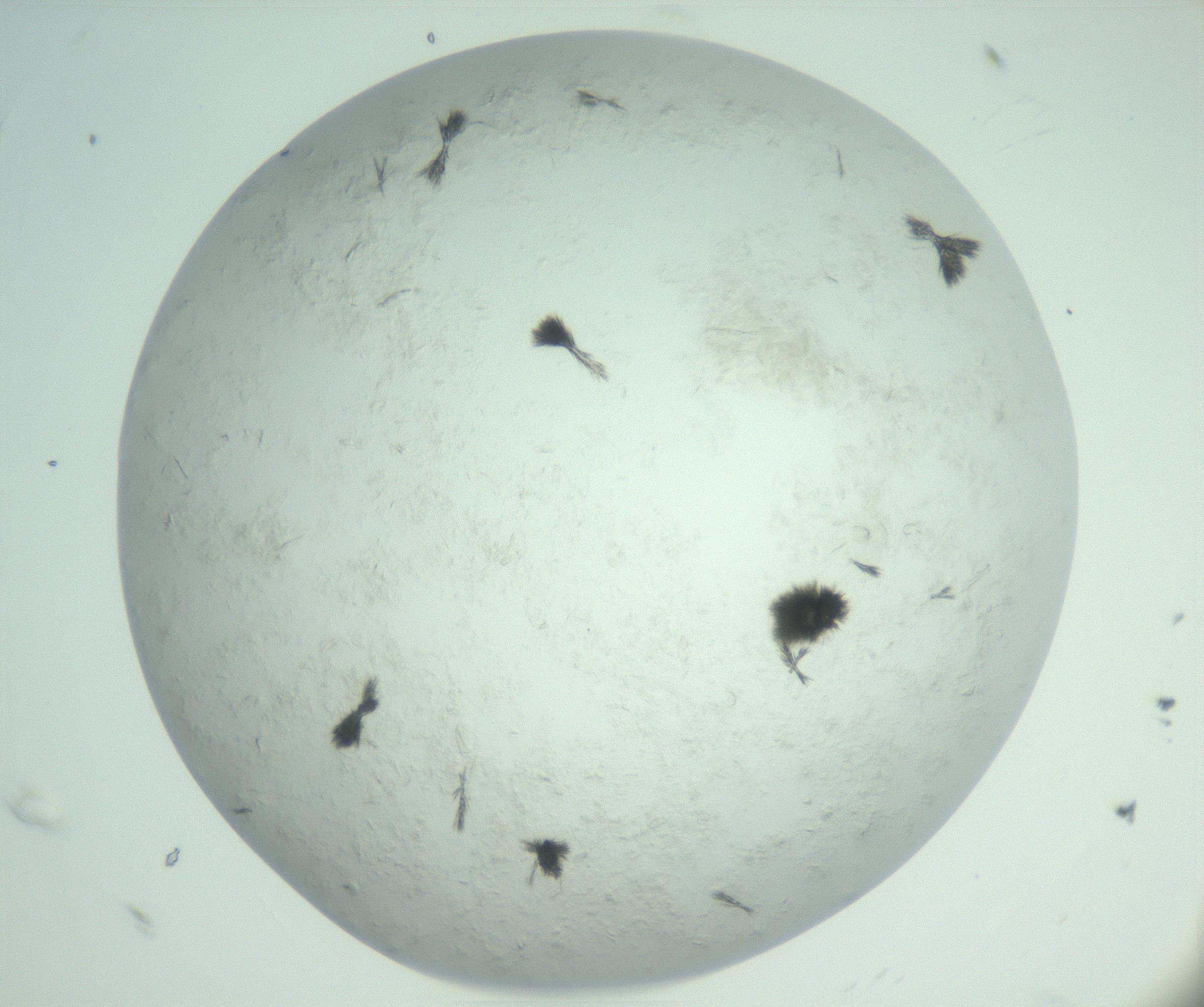RI01_03_000_0212_Proj1_Clon1_MC_0000MC103011_003_161121_07_06_02_00_99_002_001_RAI.jpg