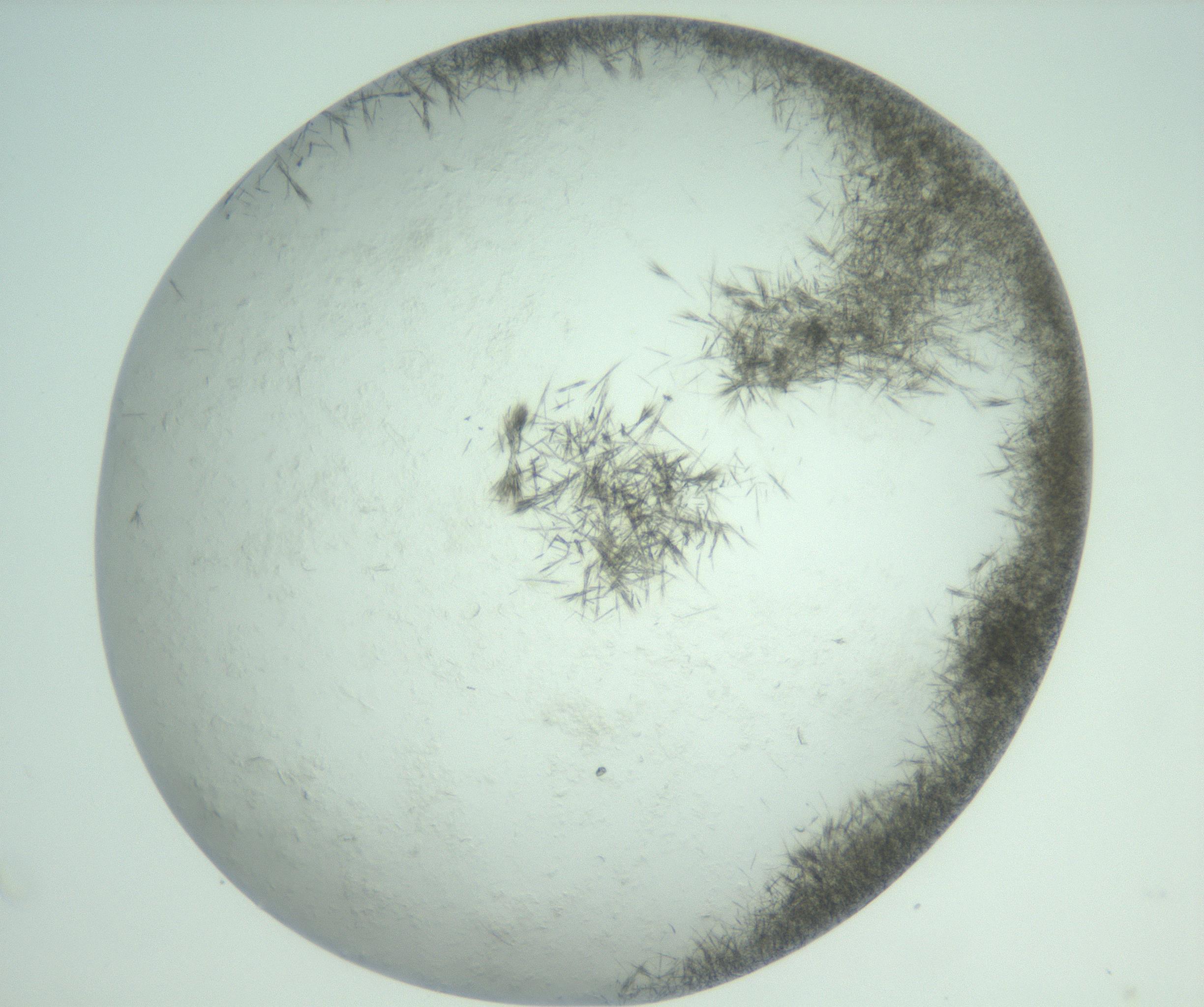RI01_03_000_0212_Proj1_Clon1_MC_0000MC103011_003_161121_07_07_02_00_99_002_001_RAI.jpg