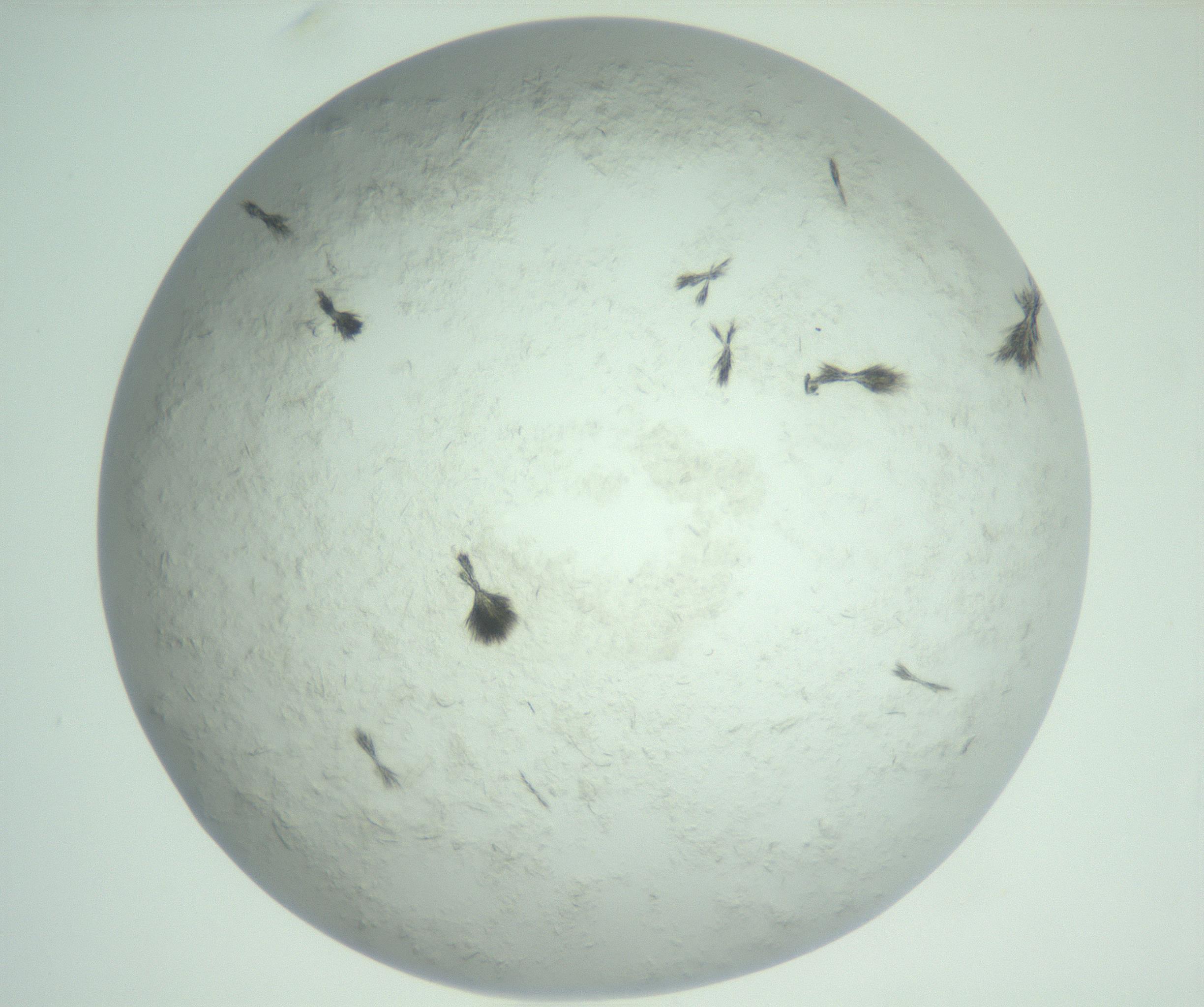 RI01_03_000_0212_Proj1_Clon1_MC_0000MC103011_003_161121_10_01_02_00_99_002_001_RAI.jpg