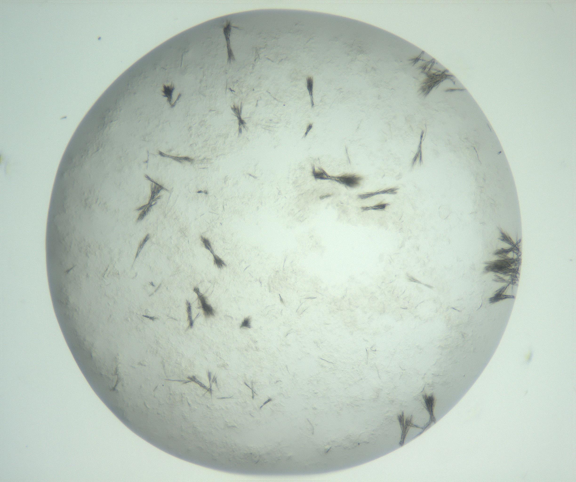 RI01_03_000_0212_Proj1_Clon1_MC_0000MC103011_003_161121_11_01_02_00_99_002_001_RAI.jpg